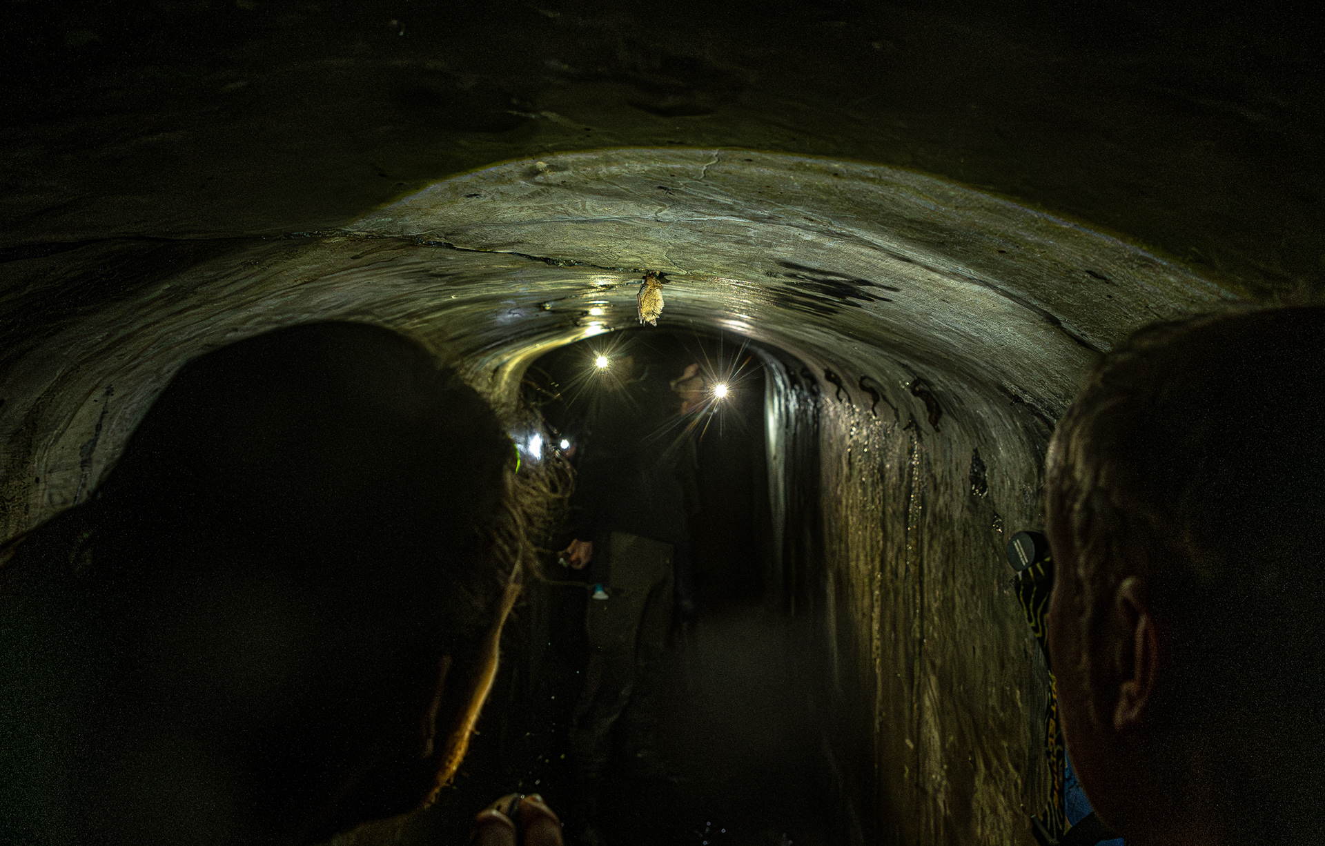 Inventory of hibernating bats II - Belgium