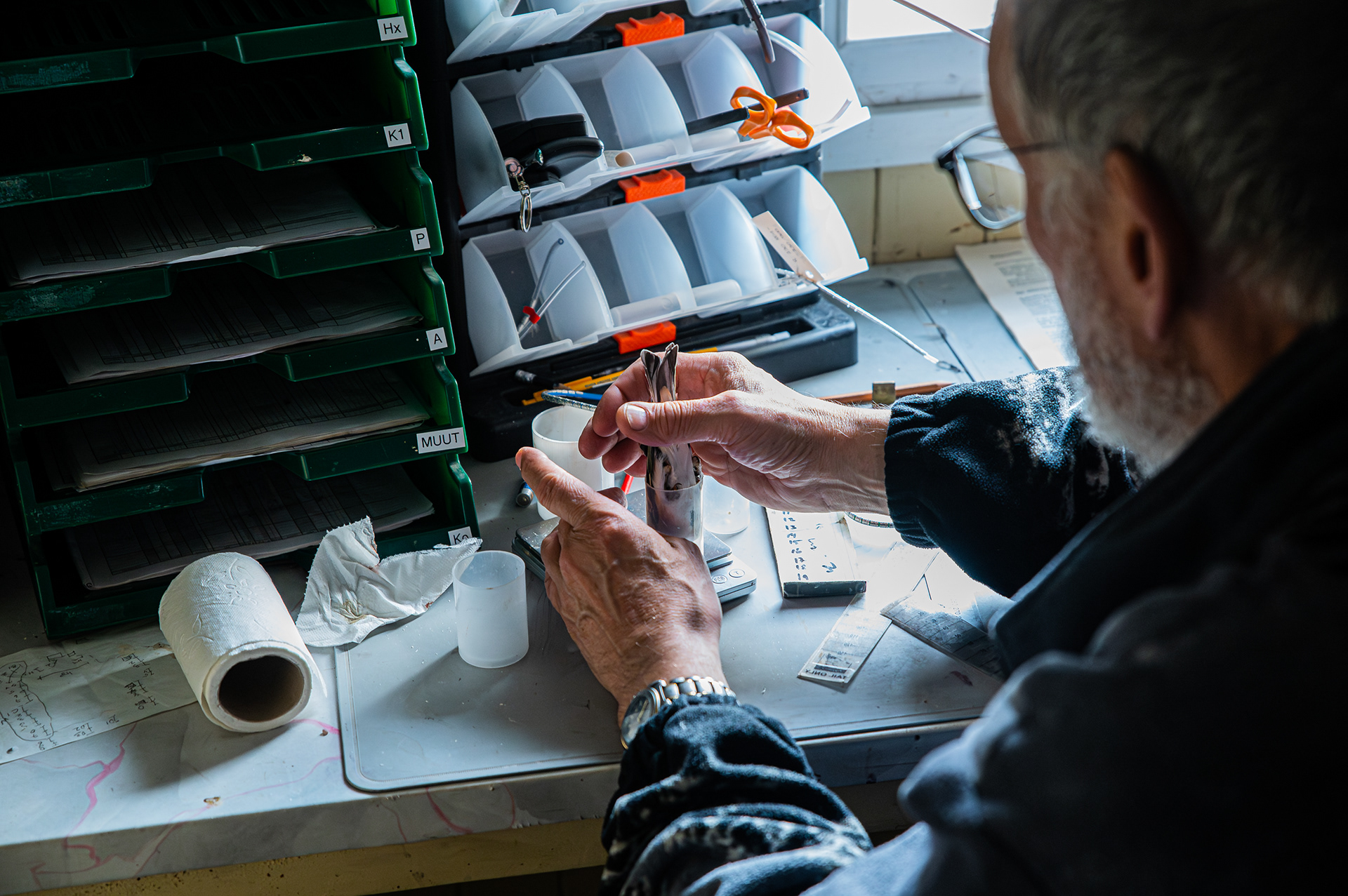 Bird ringing at Tauvo - Finland