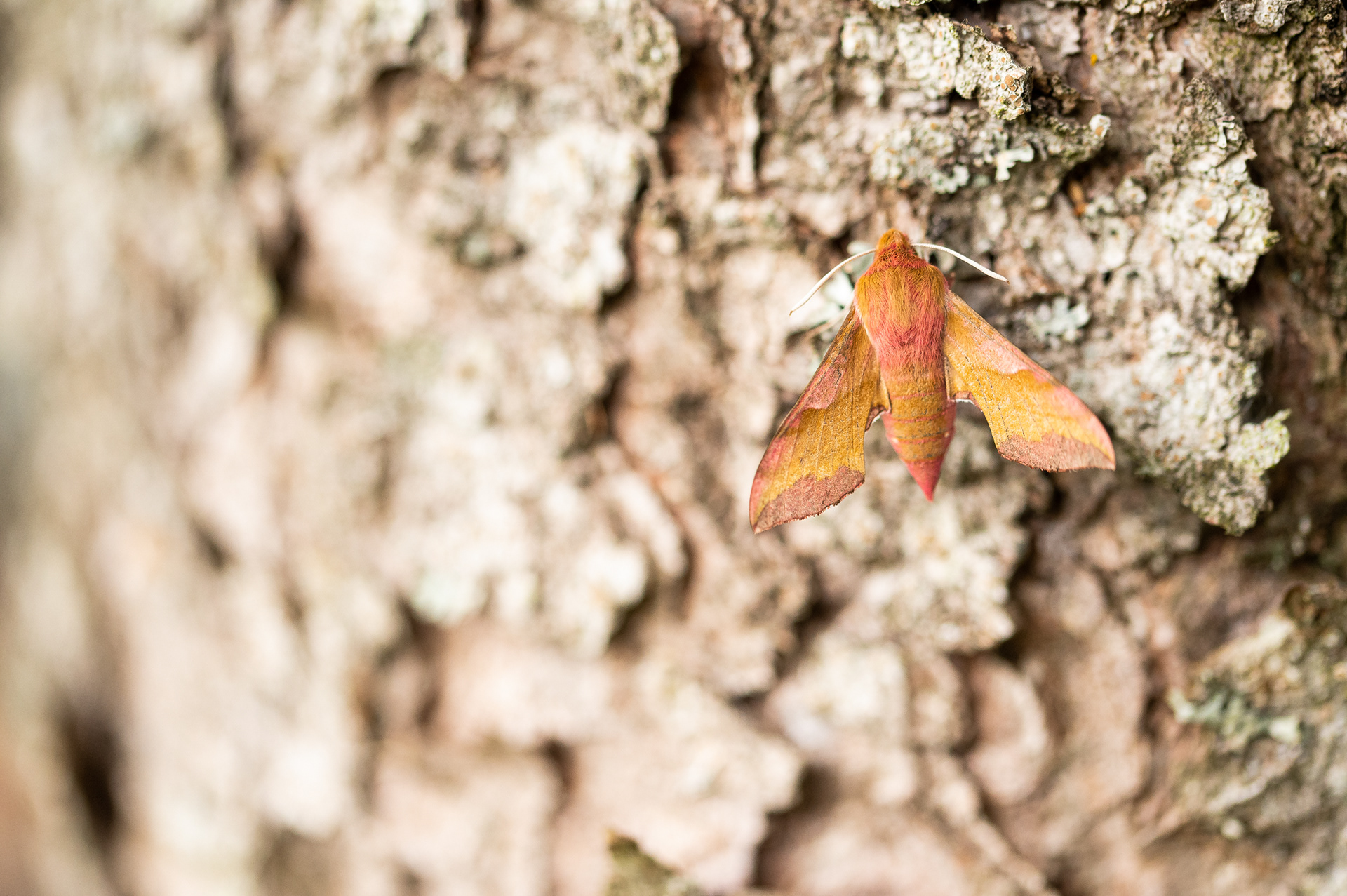 Elephant hawk moth - Ardennes