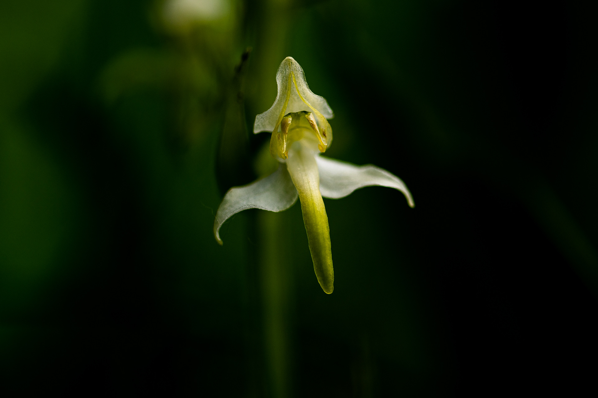 Greater butterfly-orchid detail - Gaume