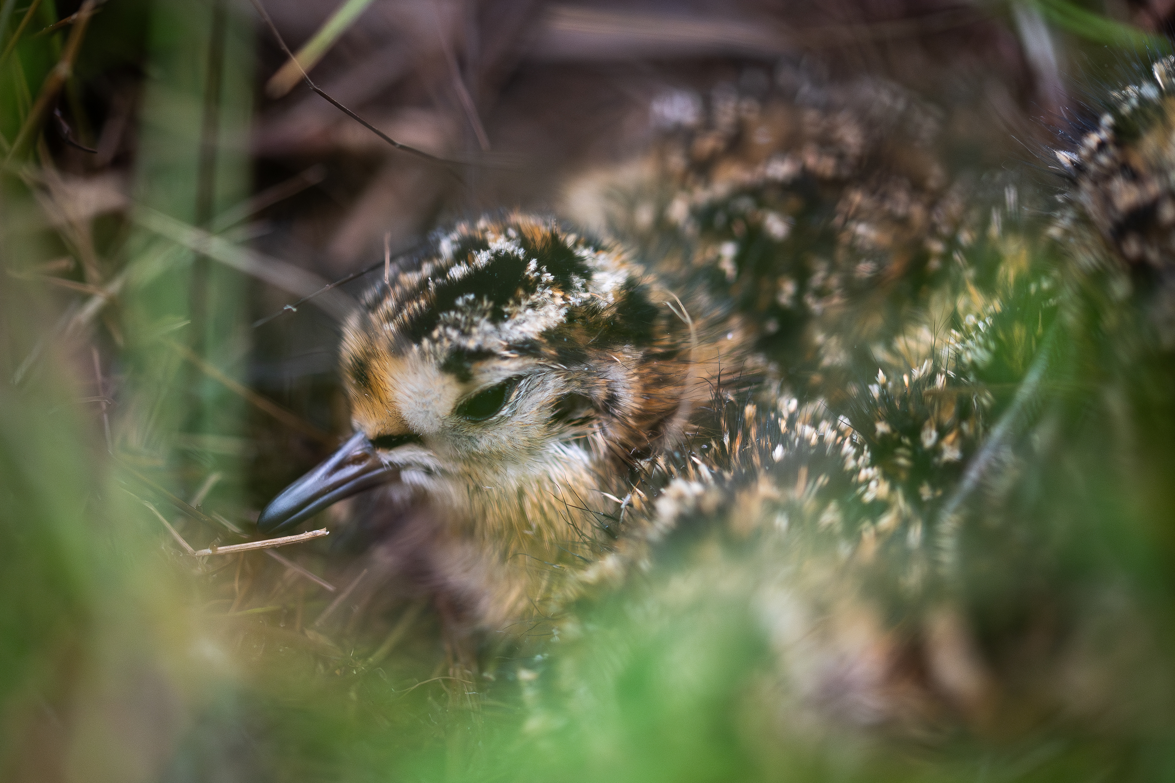 A freshly hatched chick.
