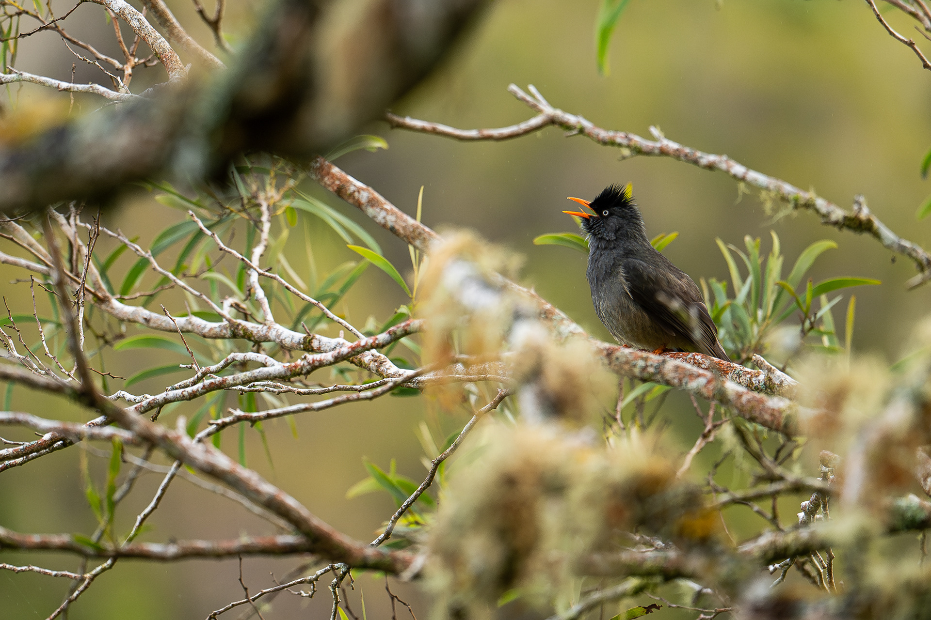 Réunion bulbul