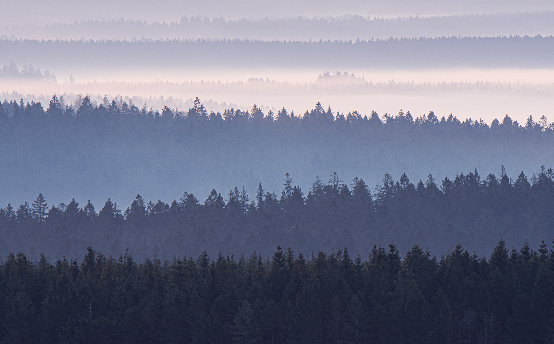 Layers of spruce forest - High Fens