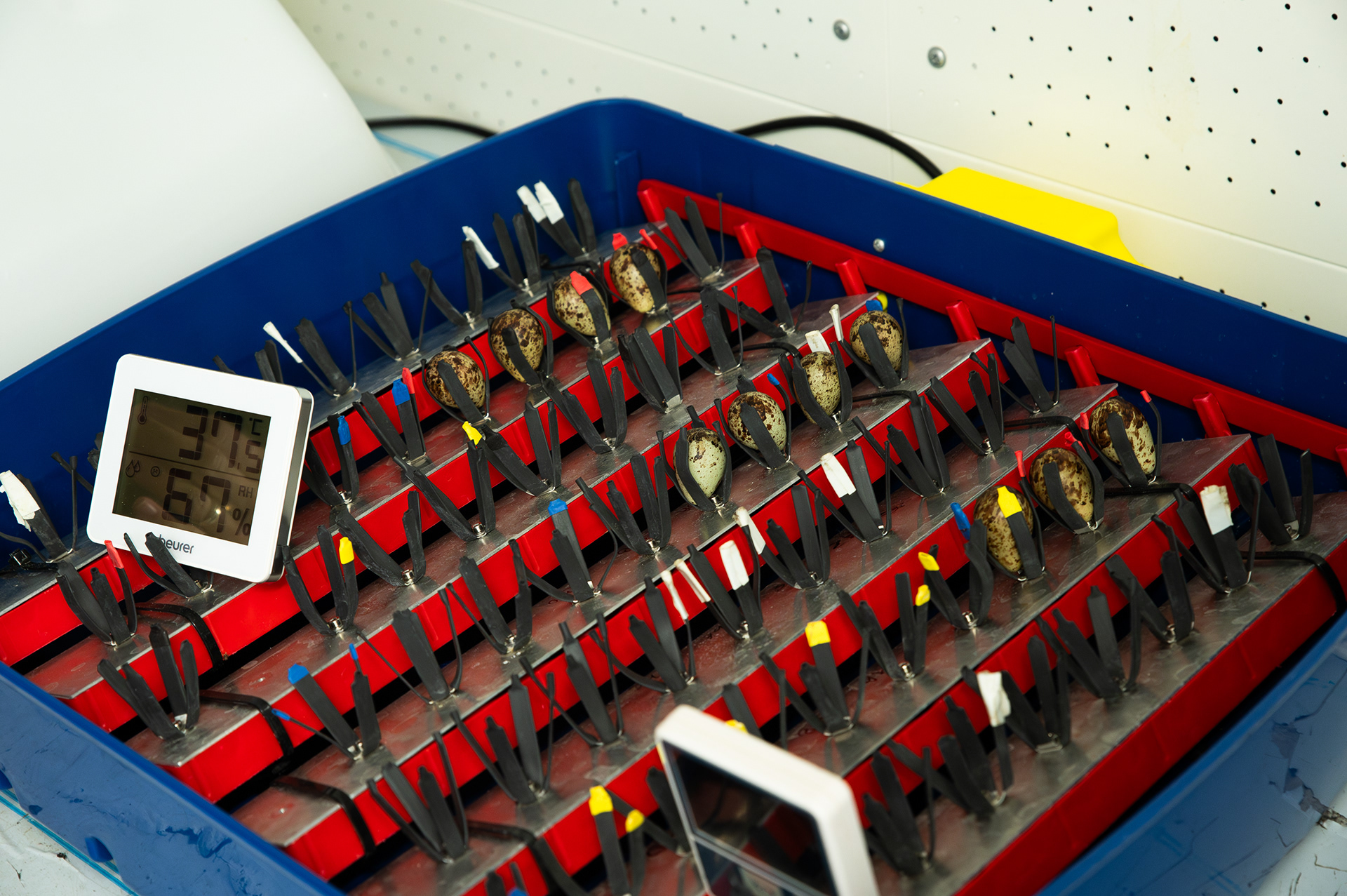 Egg incubator - Oulu University - Finland