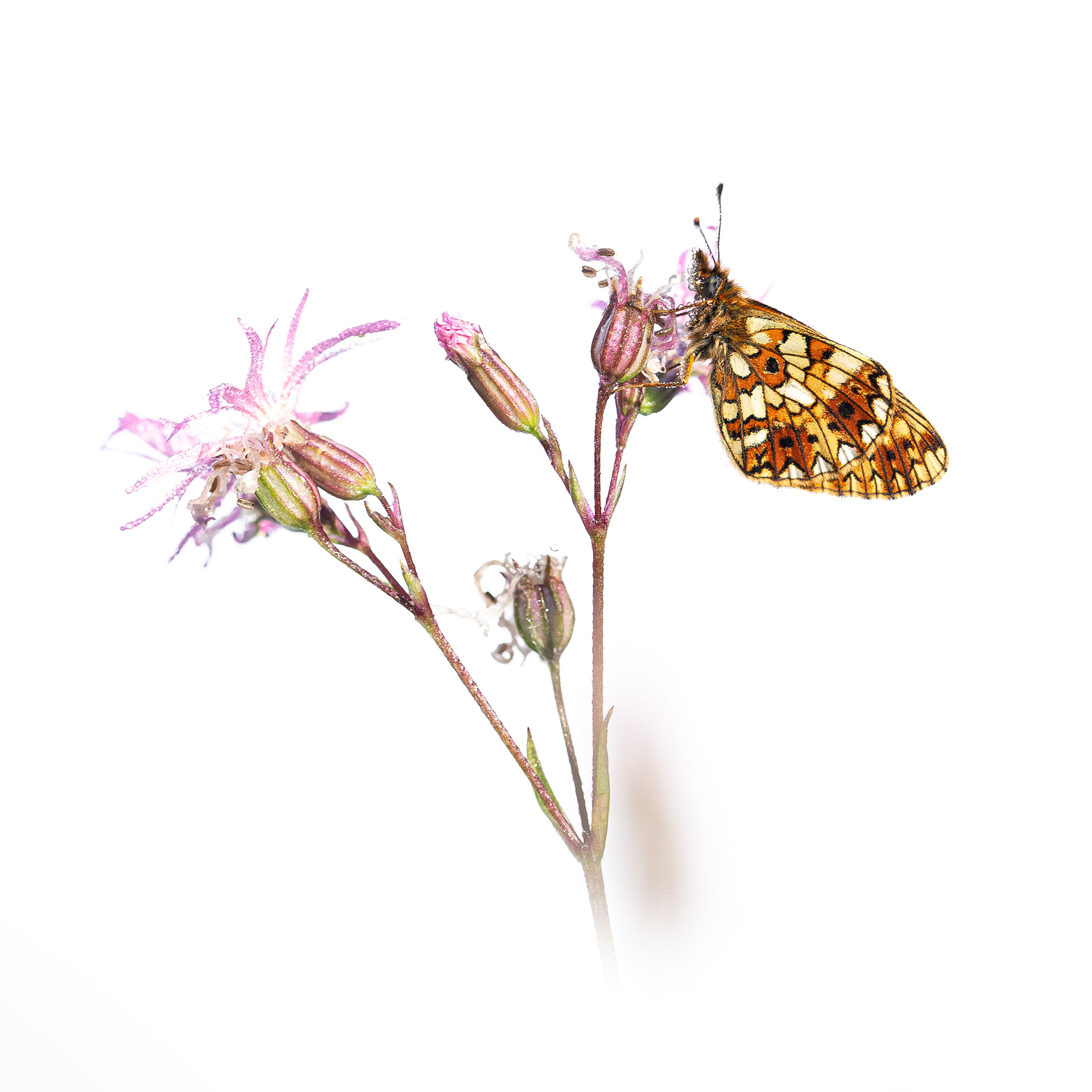 Small pearl-bordered fritillary