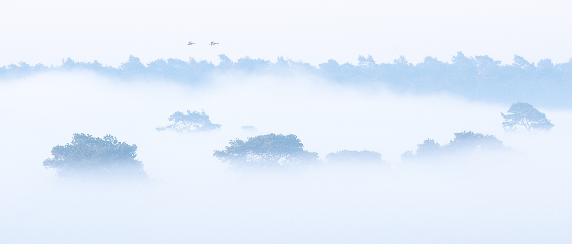 Winter morning I - Kalmthoutse Heide