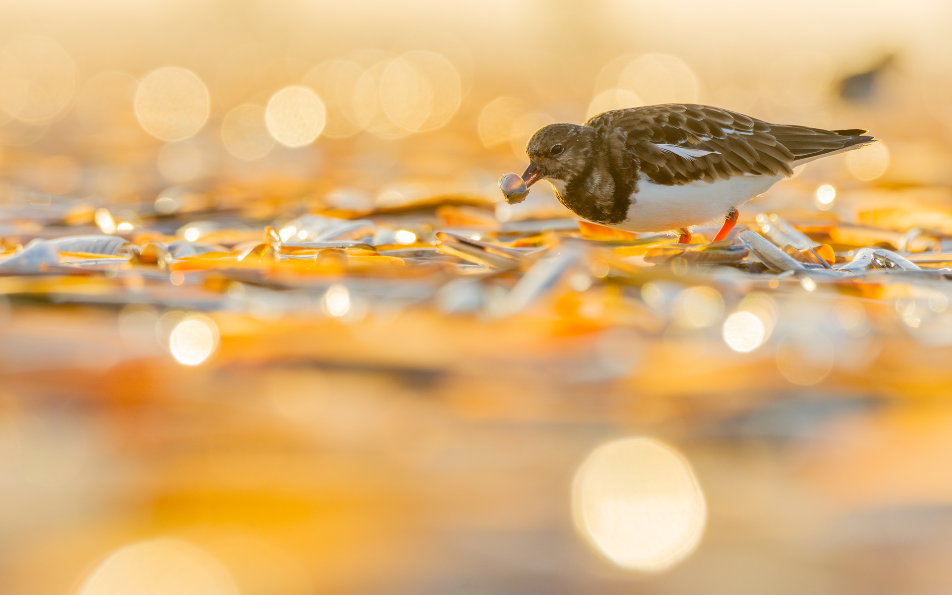 Ruddy turnstone - De Panne