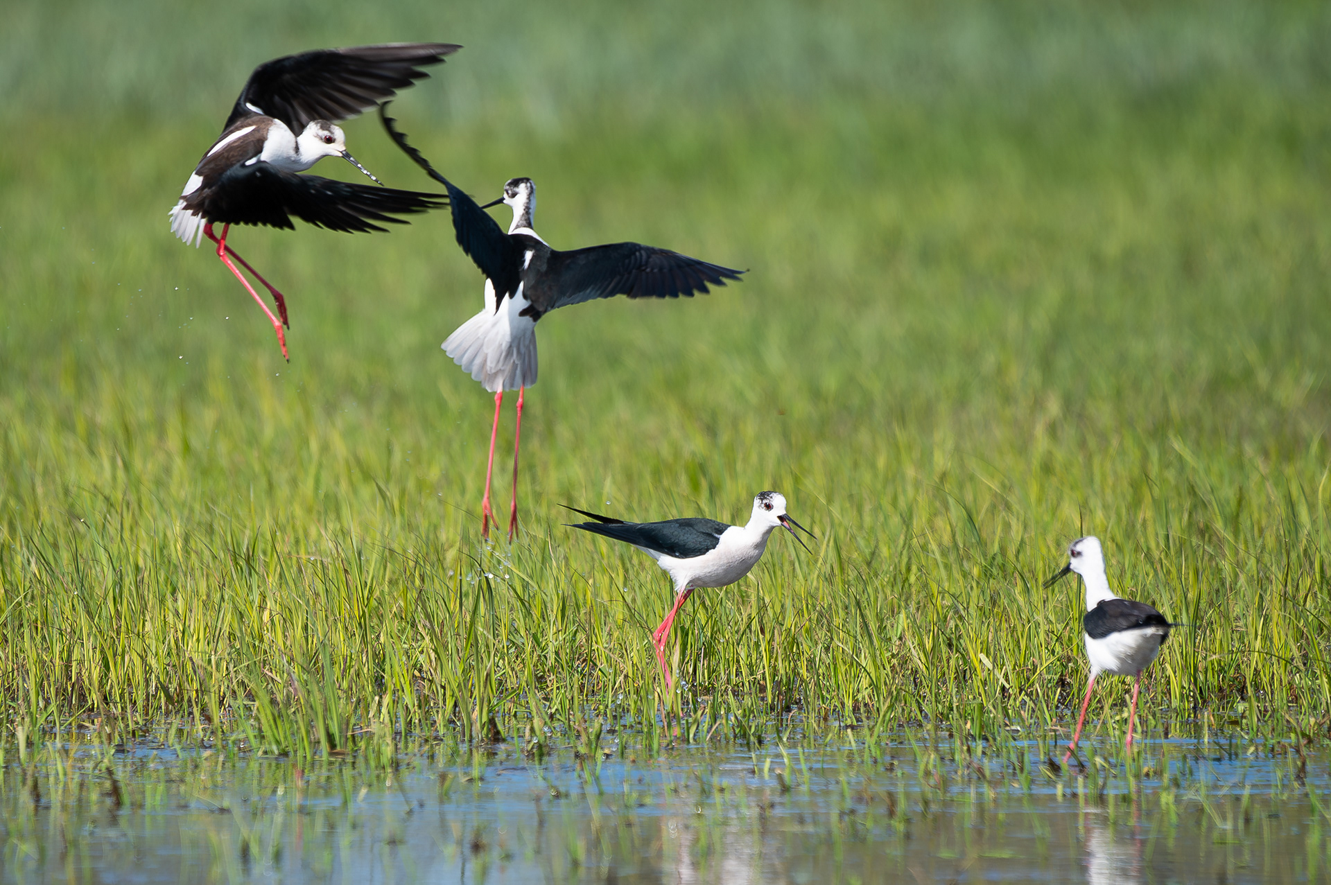 Black-winged stilt - Blankaart