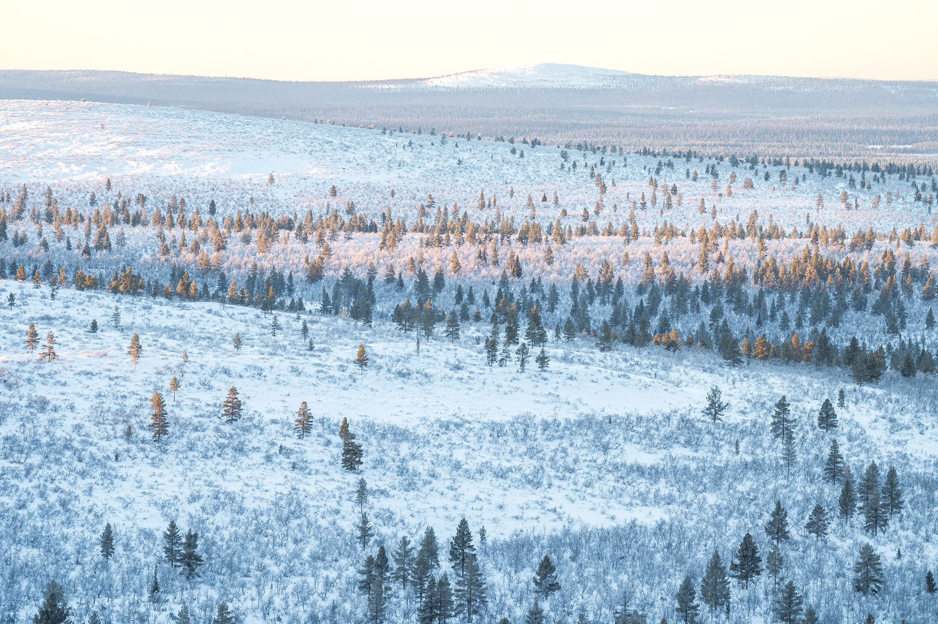 Winter landscape V