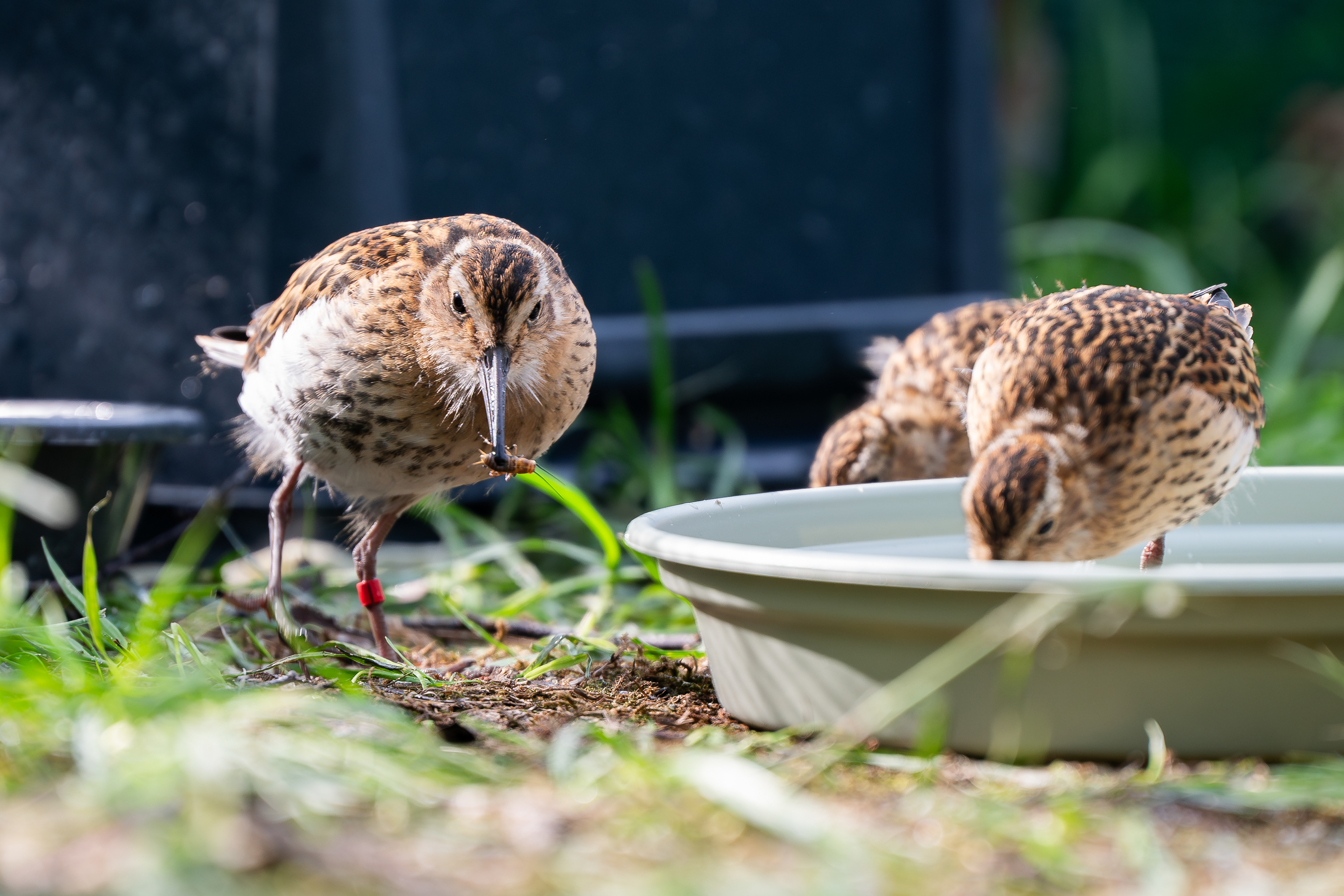 Hmmmm, tasty cricket!