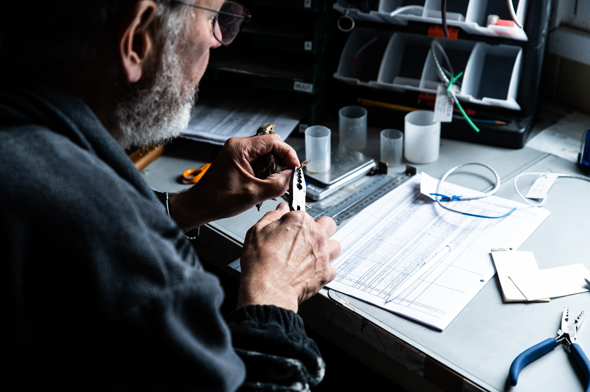 Bird ringing at Tauvo III - Finland