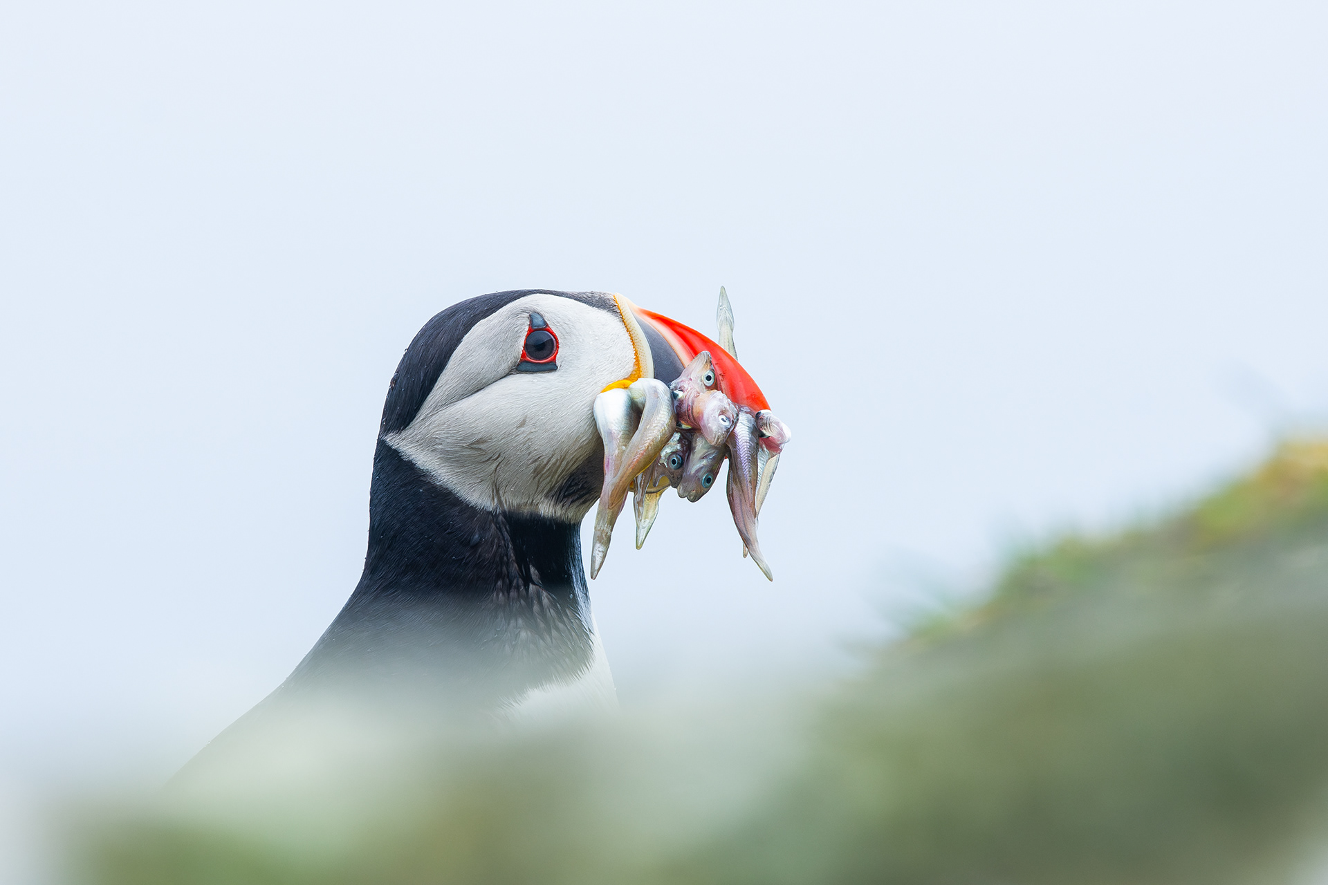 Puffin V