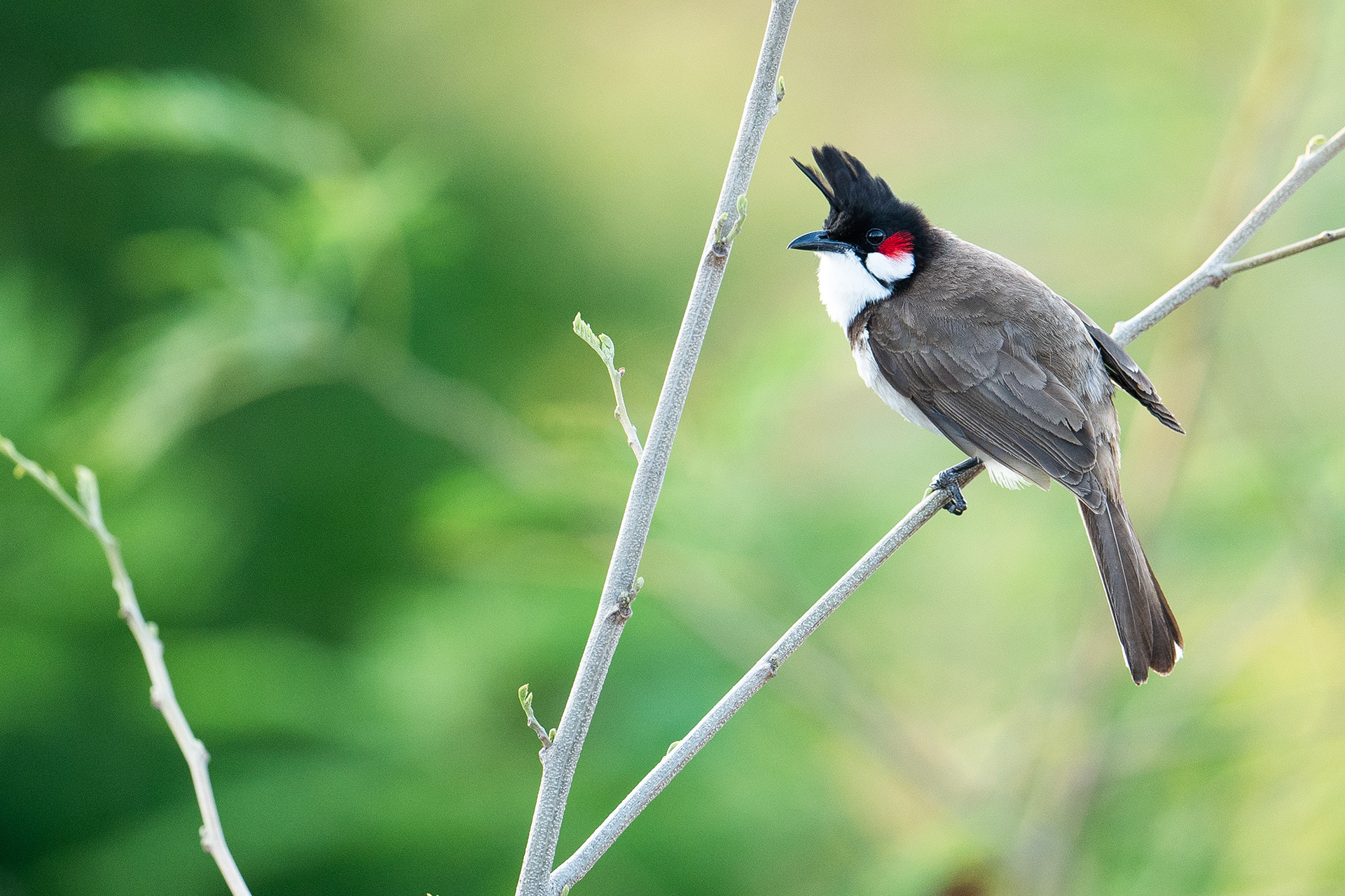 Red whiskered bulbul