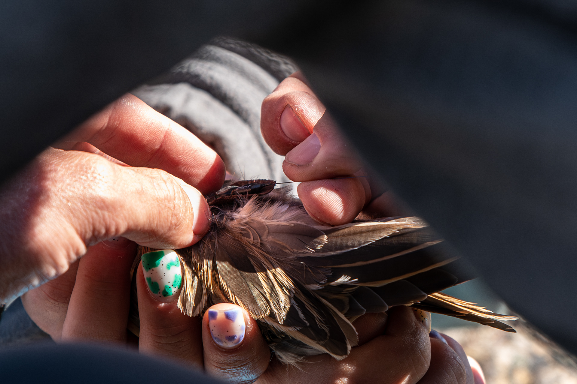 Radiotagging of a dotterel - Finland