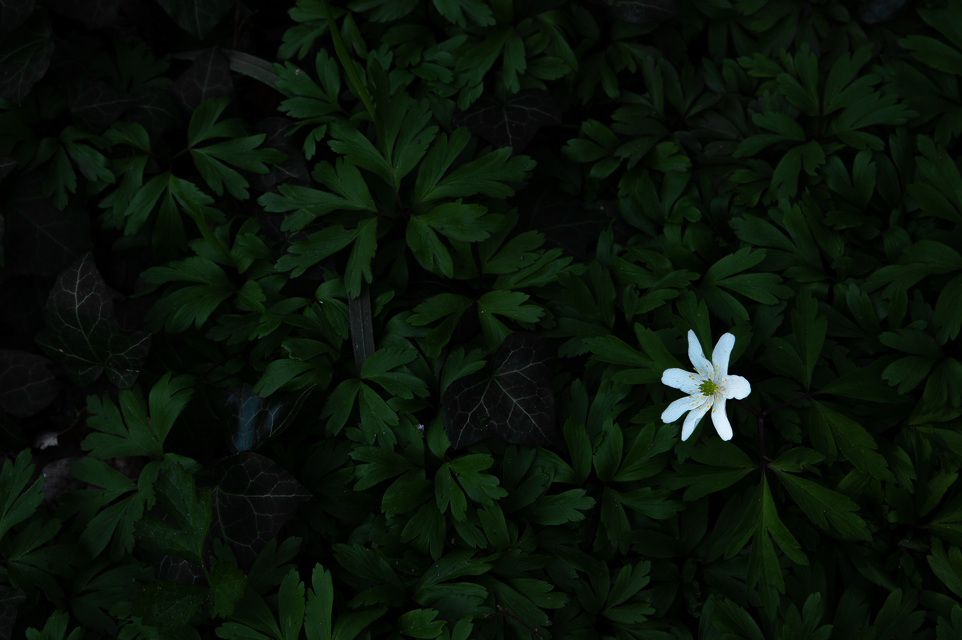 Wood anemone, candlelight of spring - 