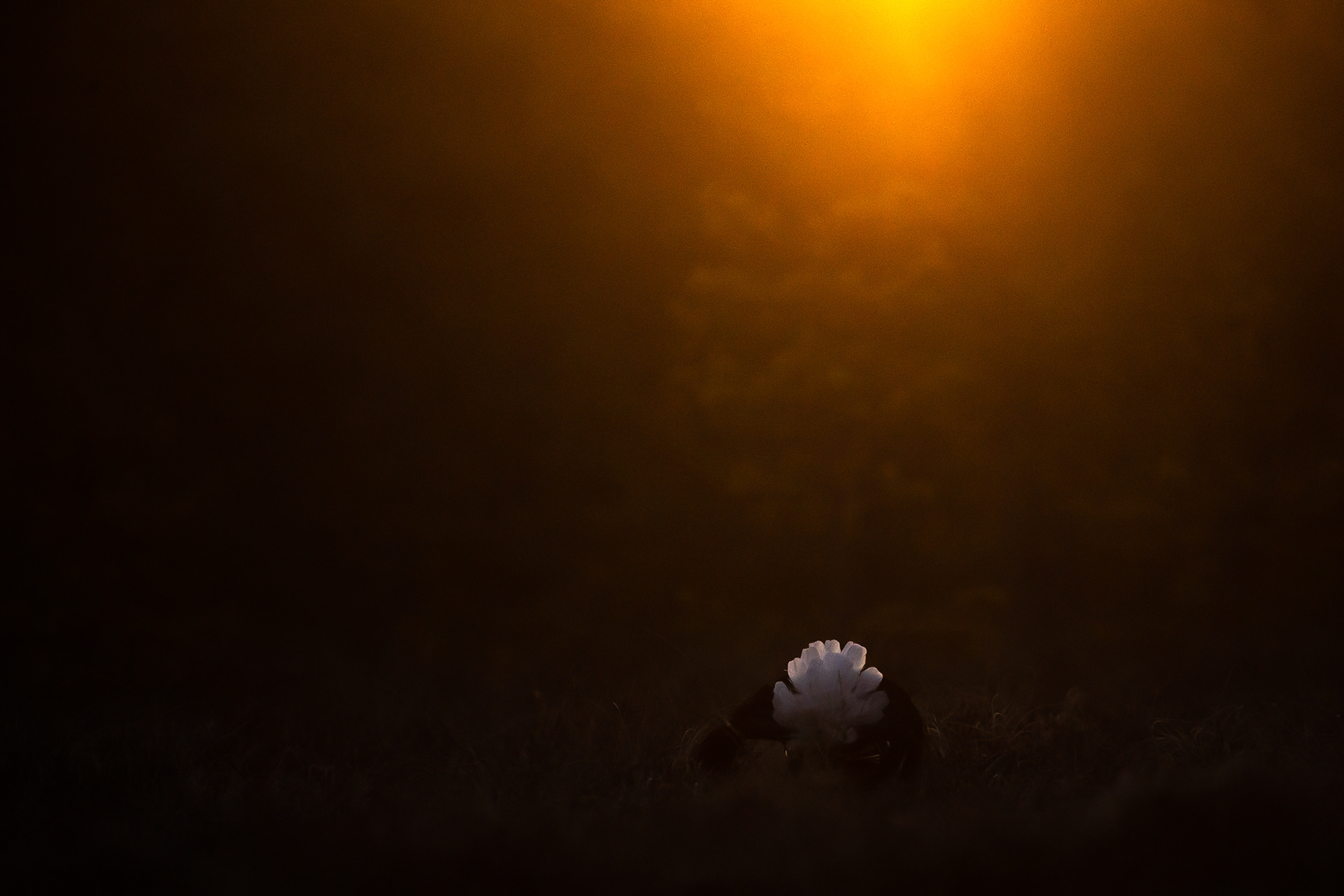 Black grouse II