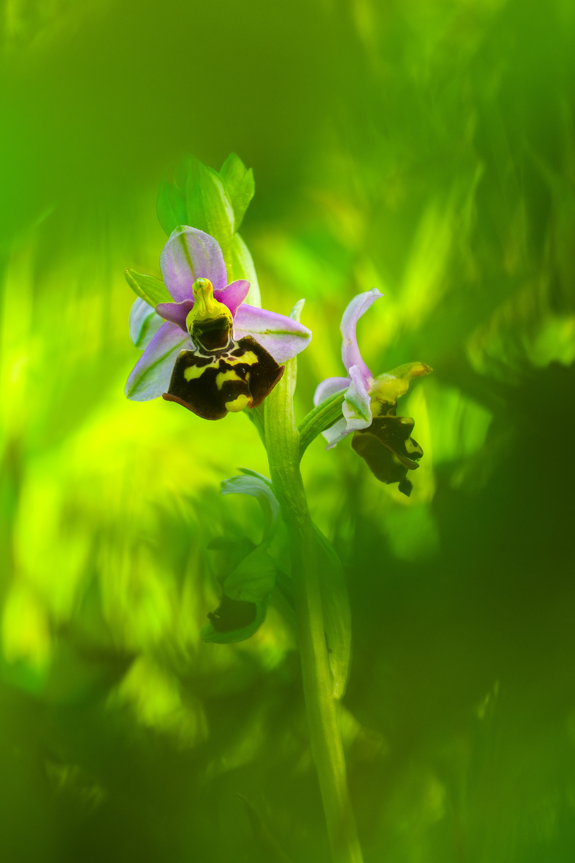 Late spider orchid - Gaume