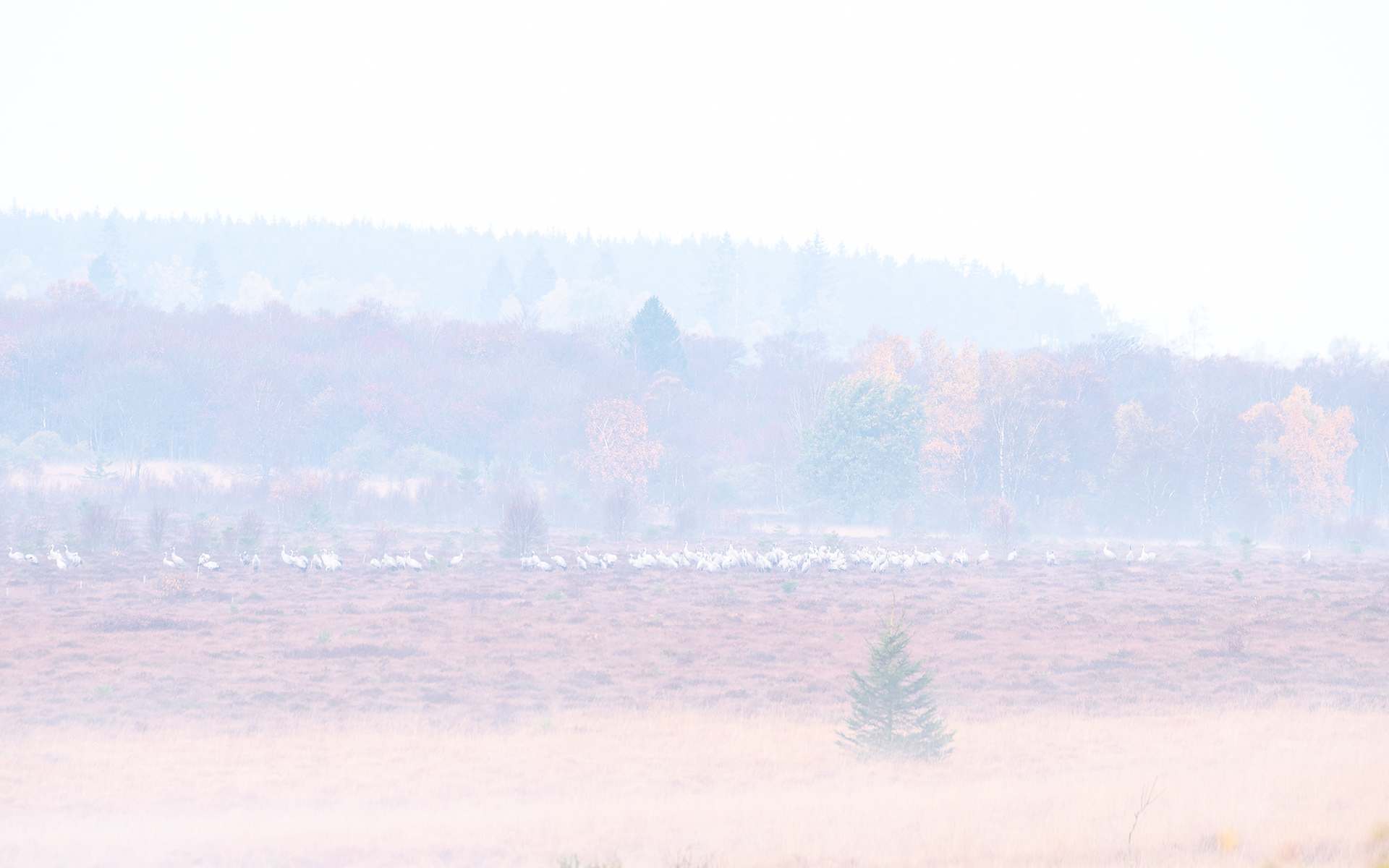 Migrating cranes - High Fens