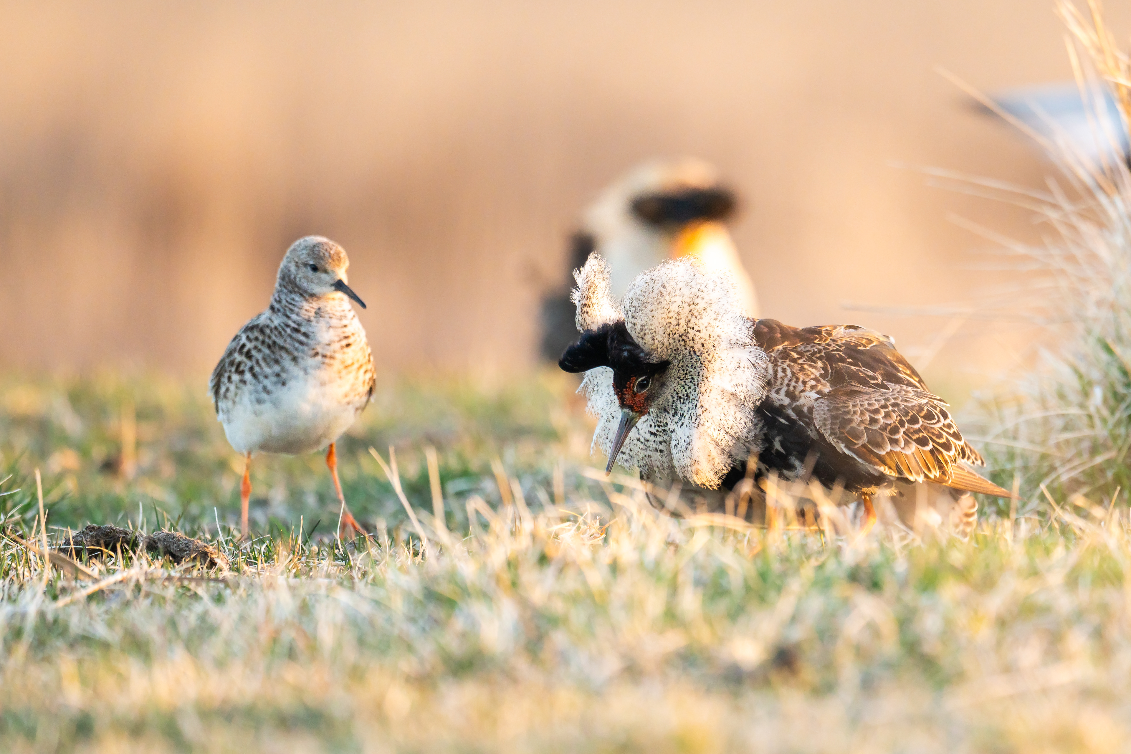 A crucial part of courtship is when the male kneels before the female.