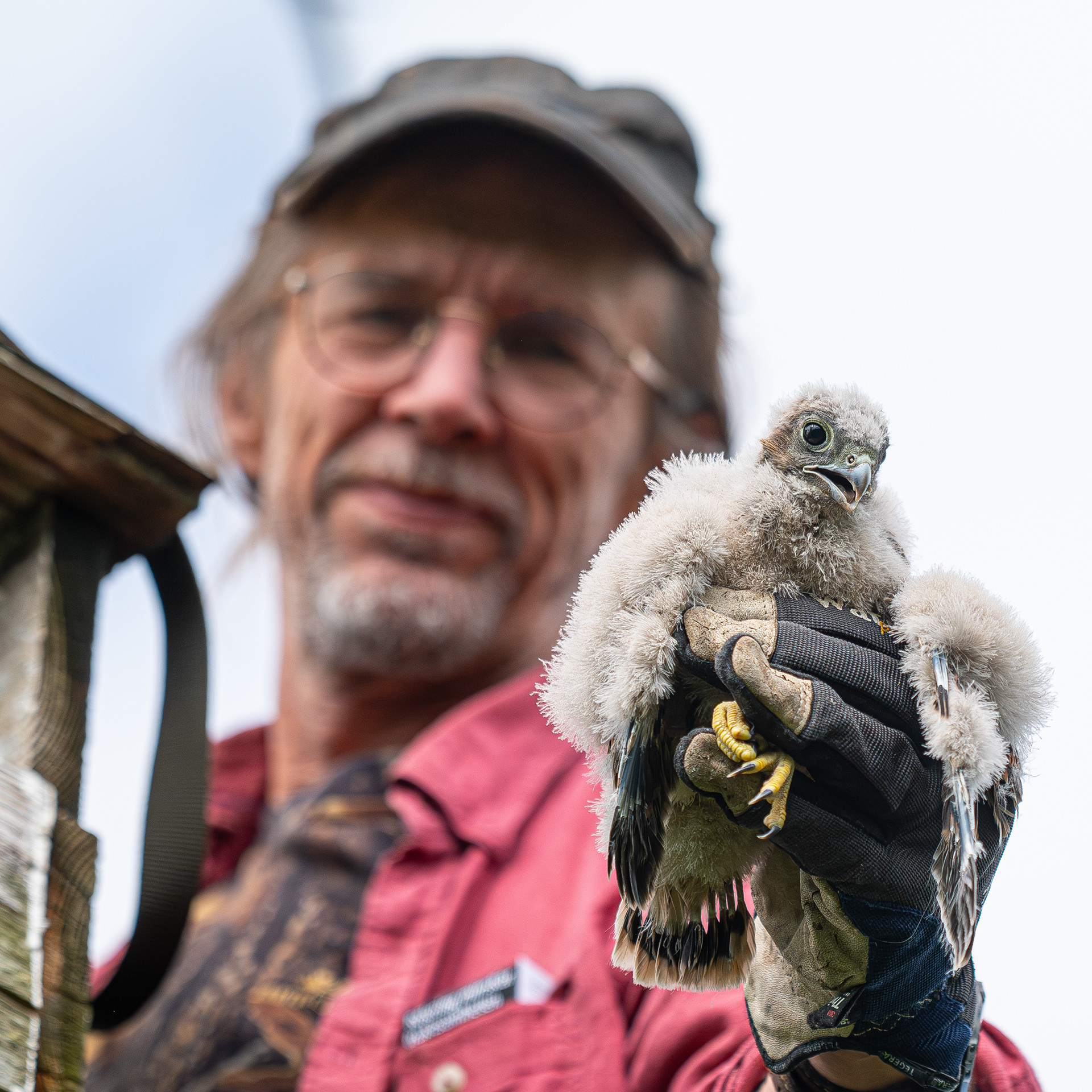 Matti Suopajärvi with kestrel chick - Finland