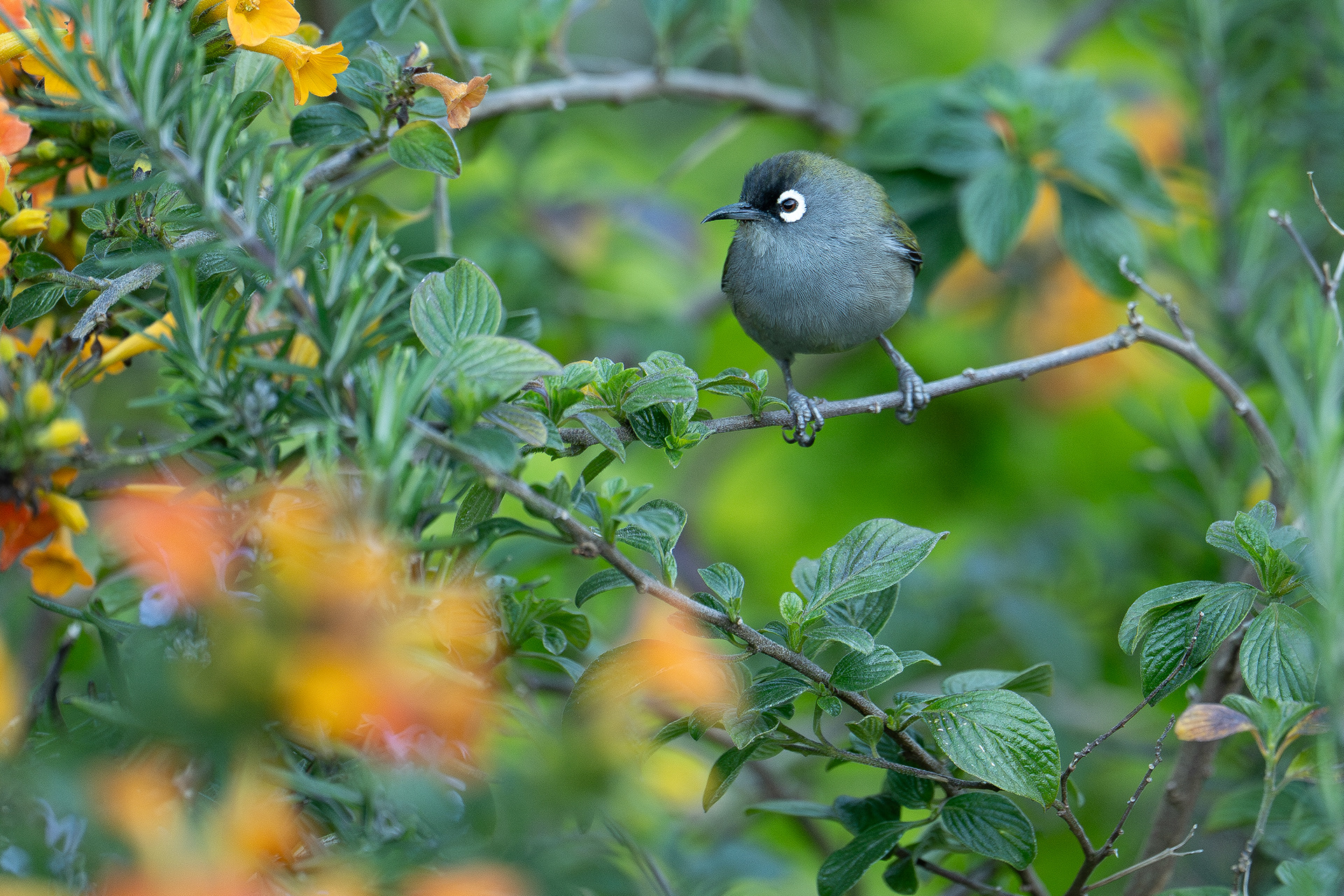 Réunion olive white-eye