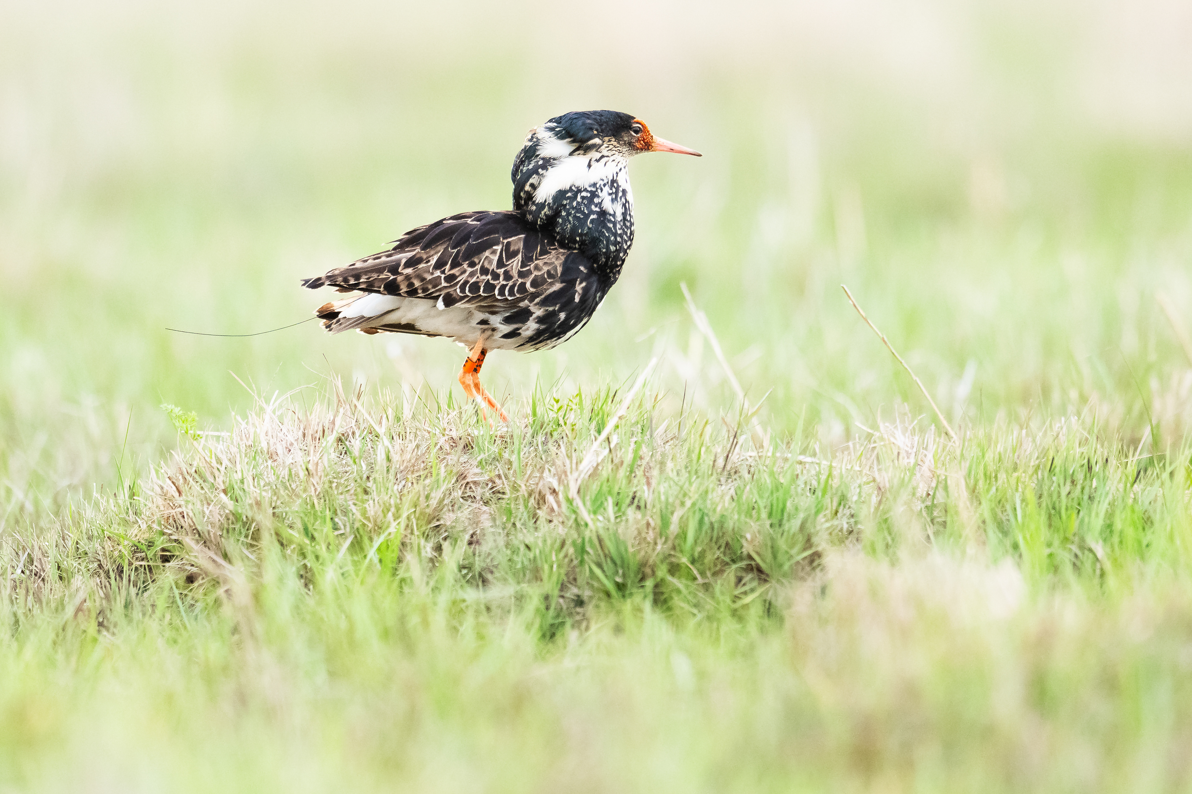 A ringed and tagged male on the lookout later in the season.