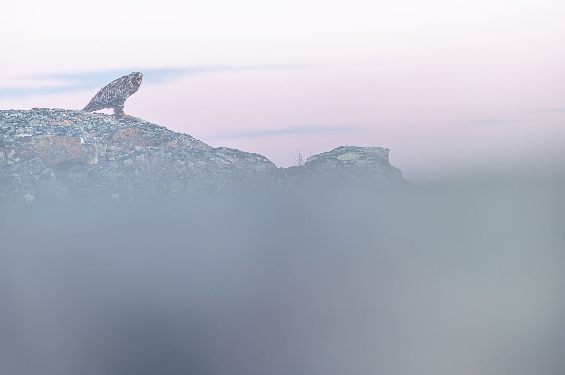 Rough-legged buzzard