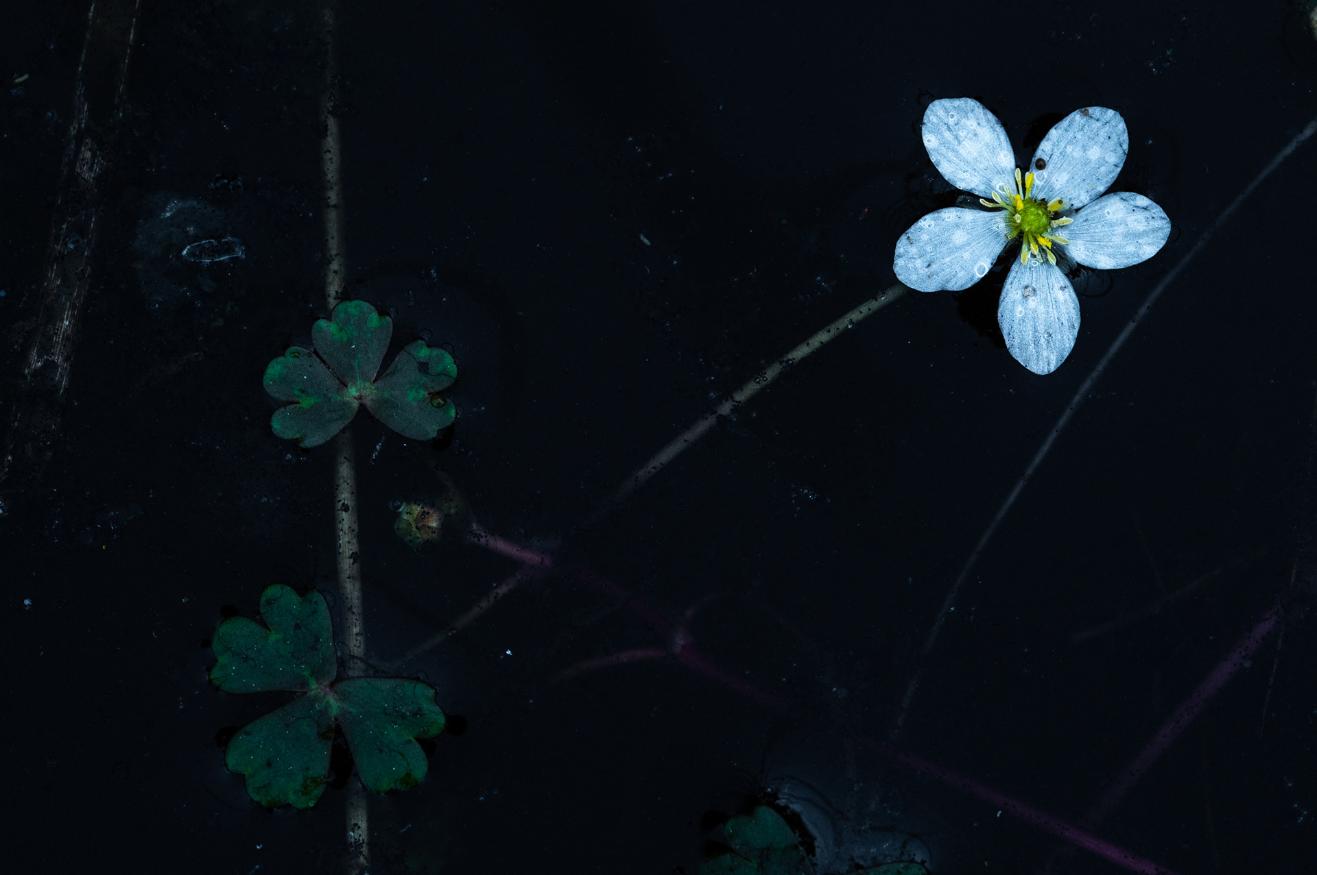 A point of light in the darkness -  water-crowfoot 