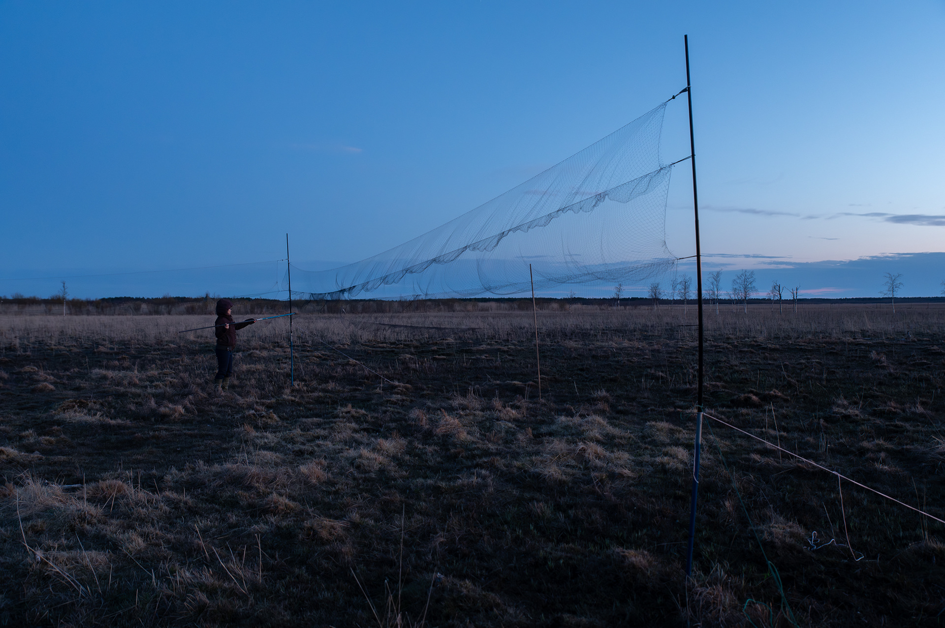 Mist nets at the lekking site to capture males.