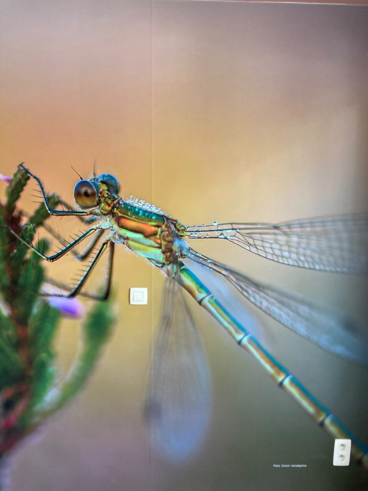 One of the three pictures at the Vroente Visitor Centre (Kalmthoutse Heide)