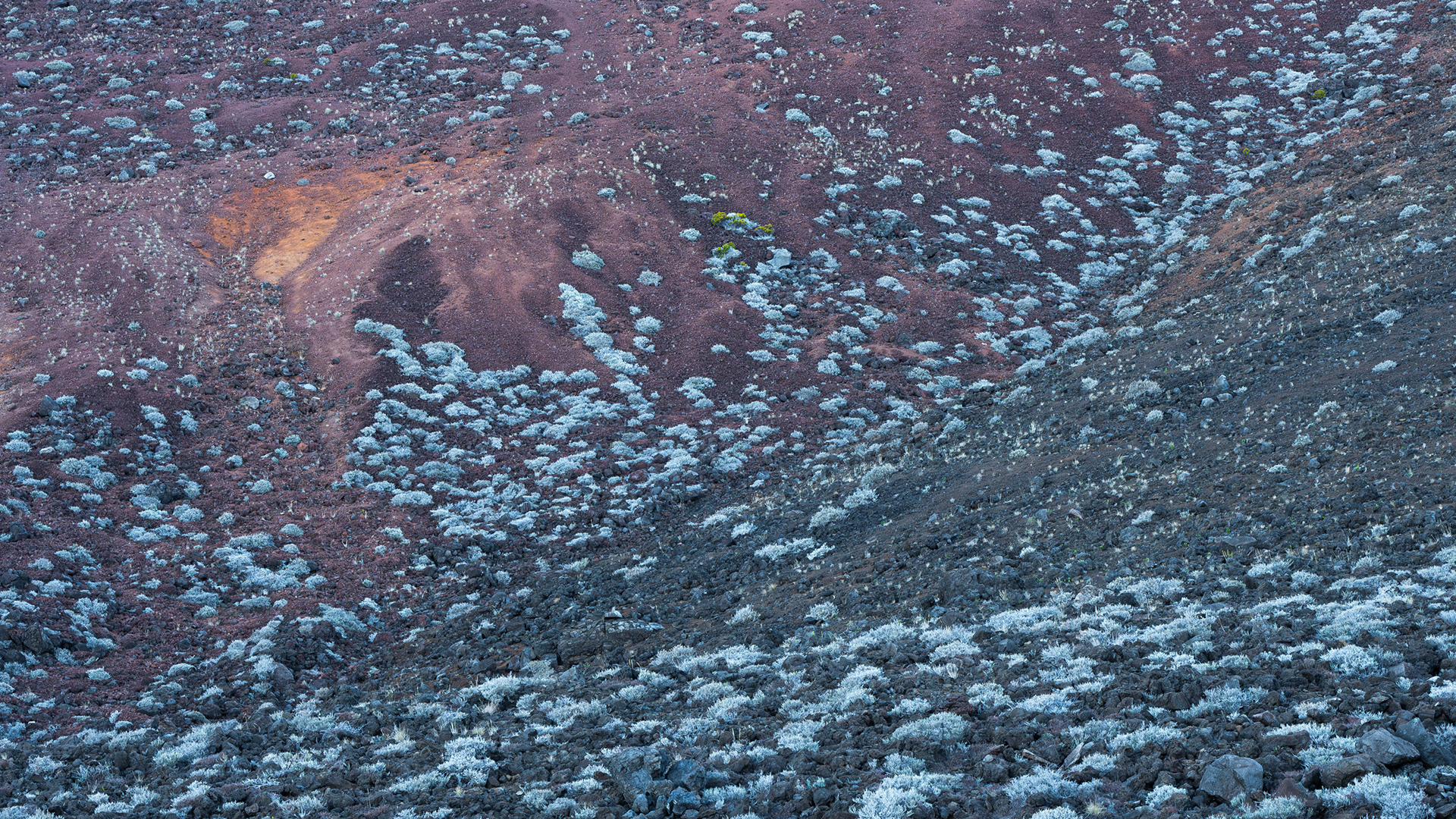 Alpine vegetation of Piton Des Neiges