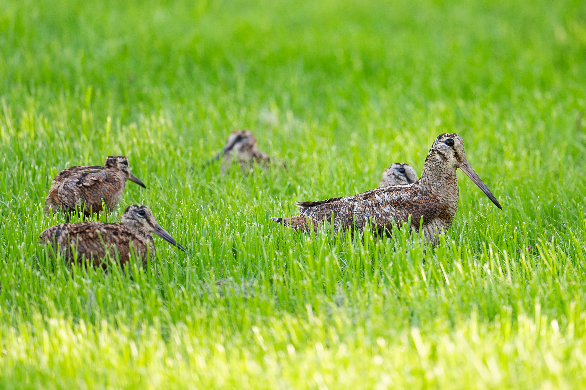 15th of June - 4 chick in one picture, the 5th one was at the side near a tree.