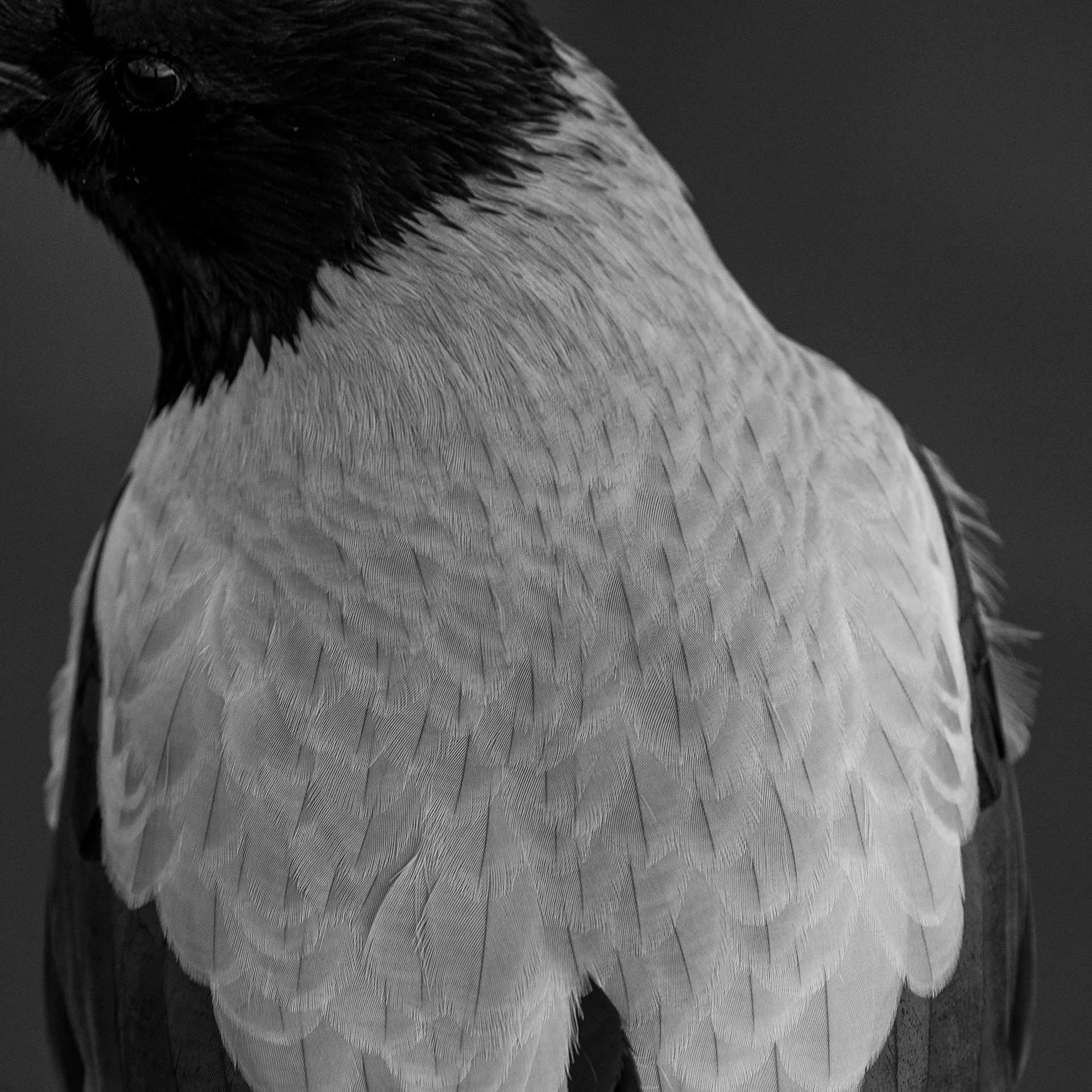 Hooded crow