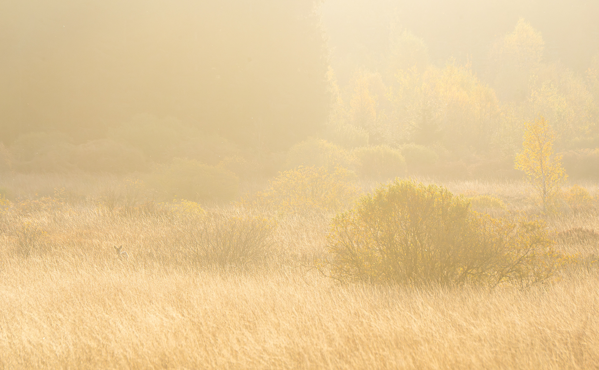 Autumn morning - High Fens
