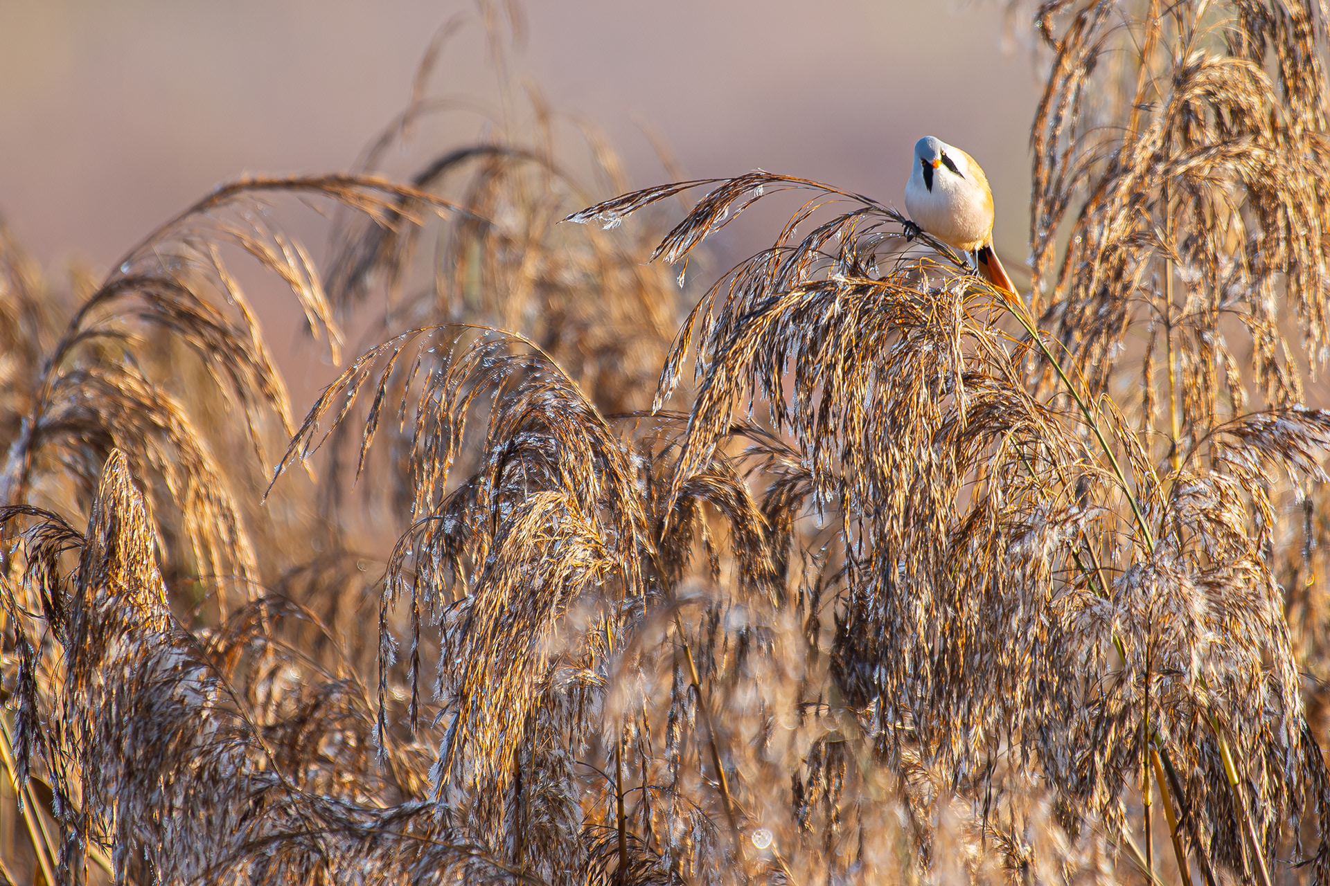 Bearded reedling - Ghent