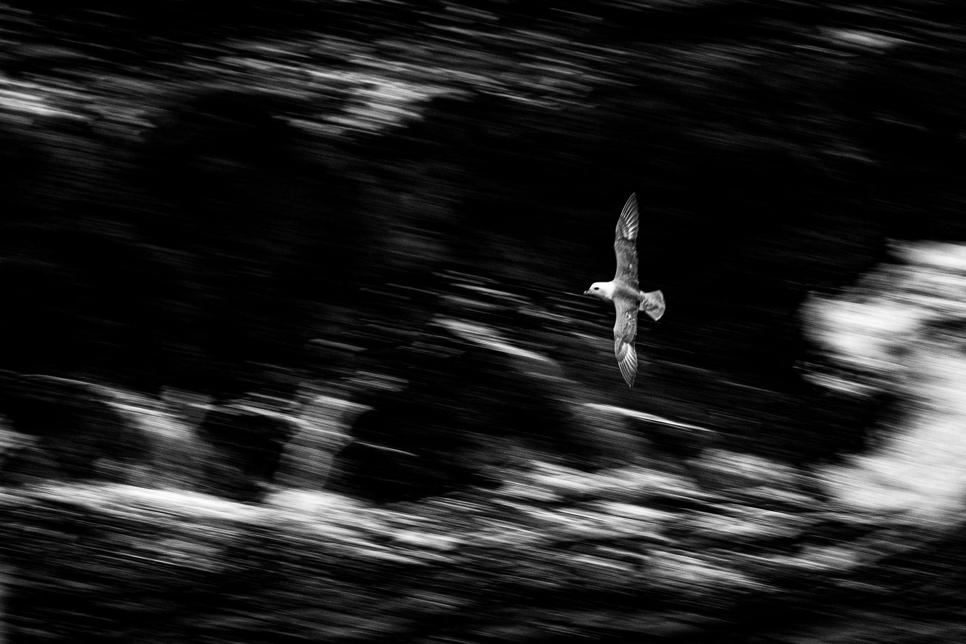 Fulmar
