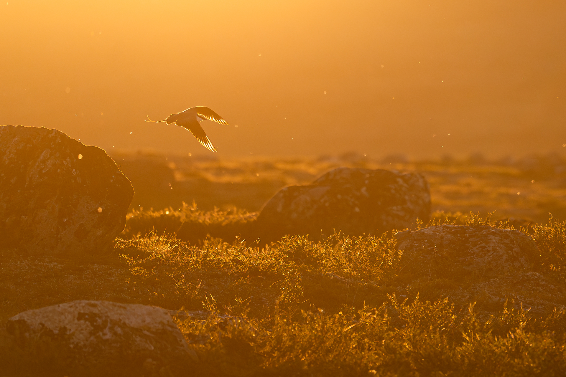 Arctic Council 2025 - Category Winner Plants & Animals