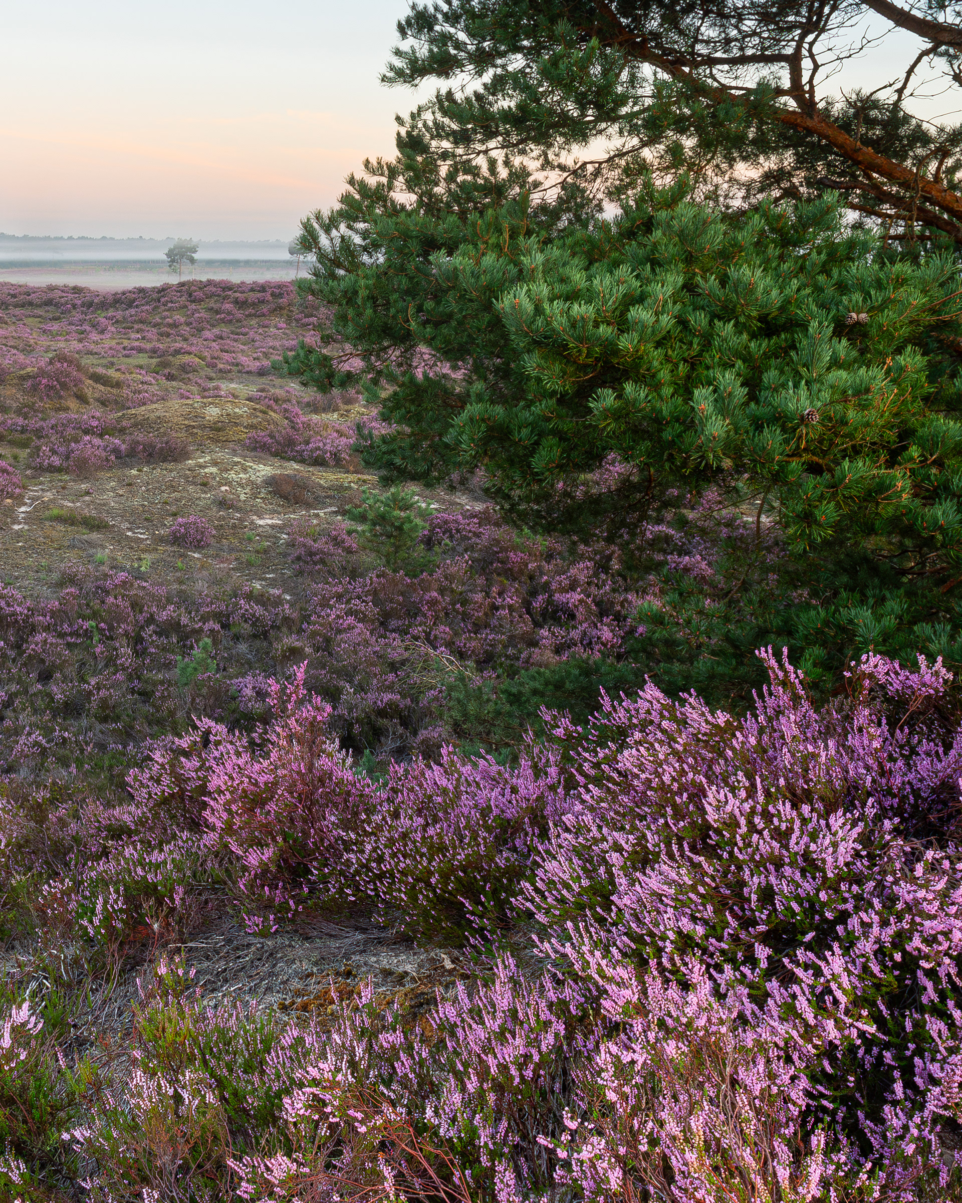 Purple rain II - Kalmthoutse Heide