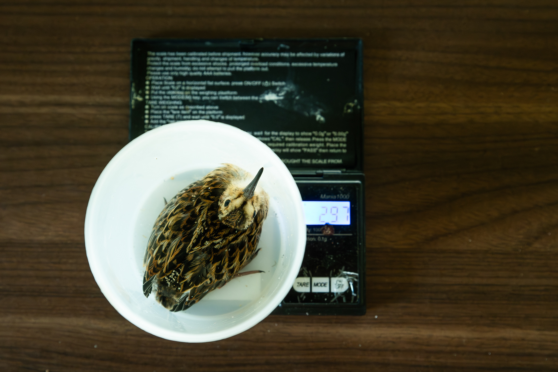 Dunlin chick on the scale - Oulu University - Finland