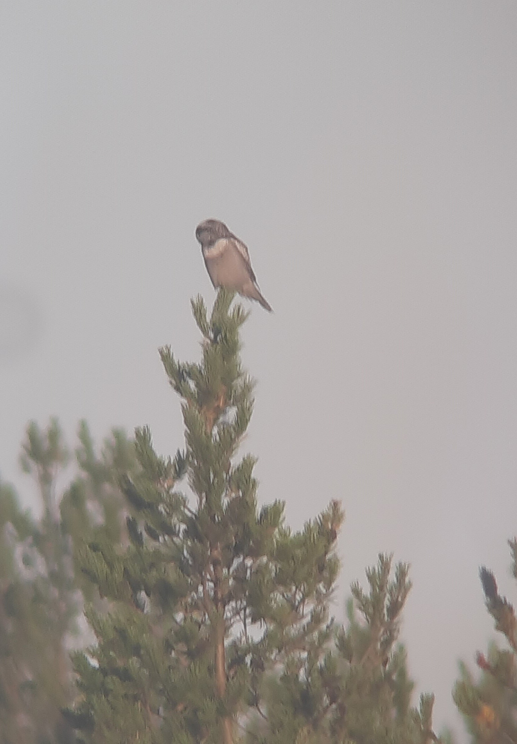Hawk owl through the scope!