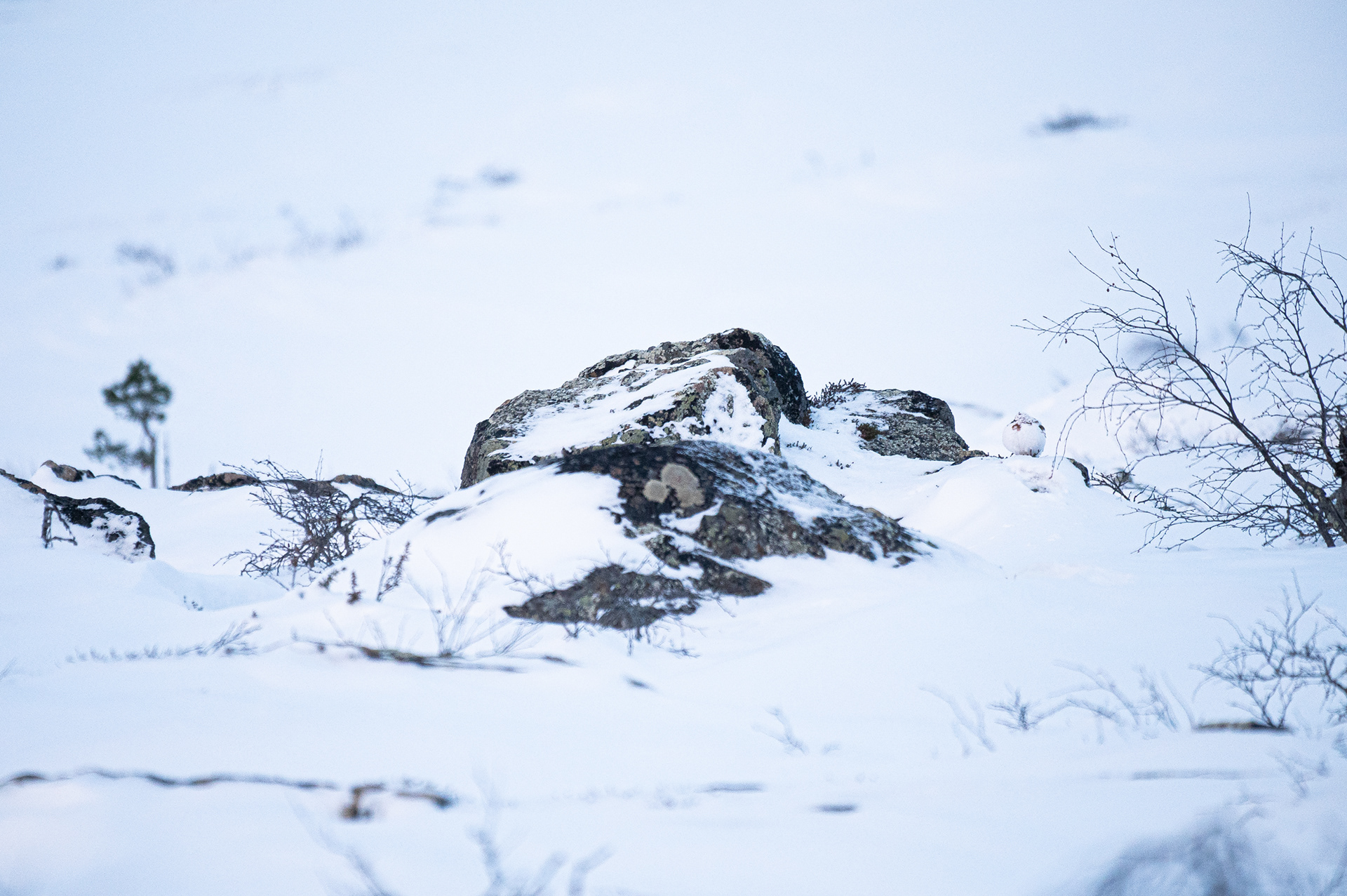 Willow grouse III