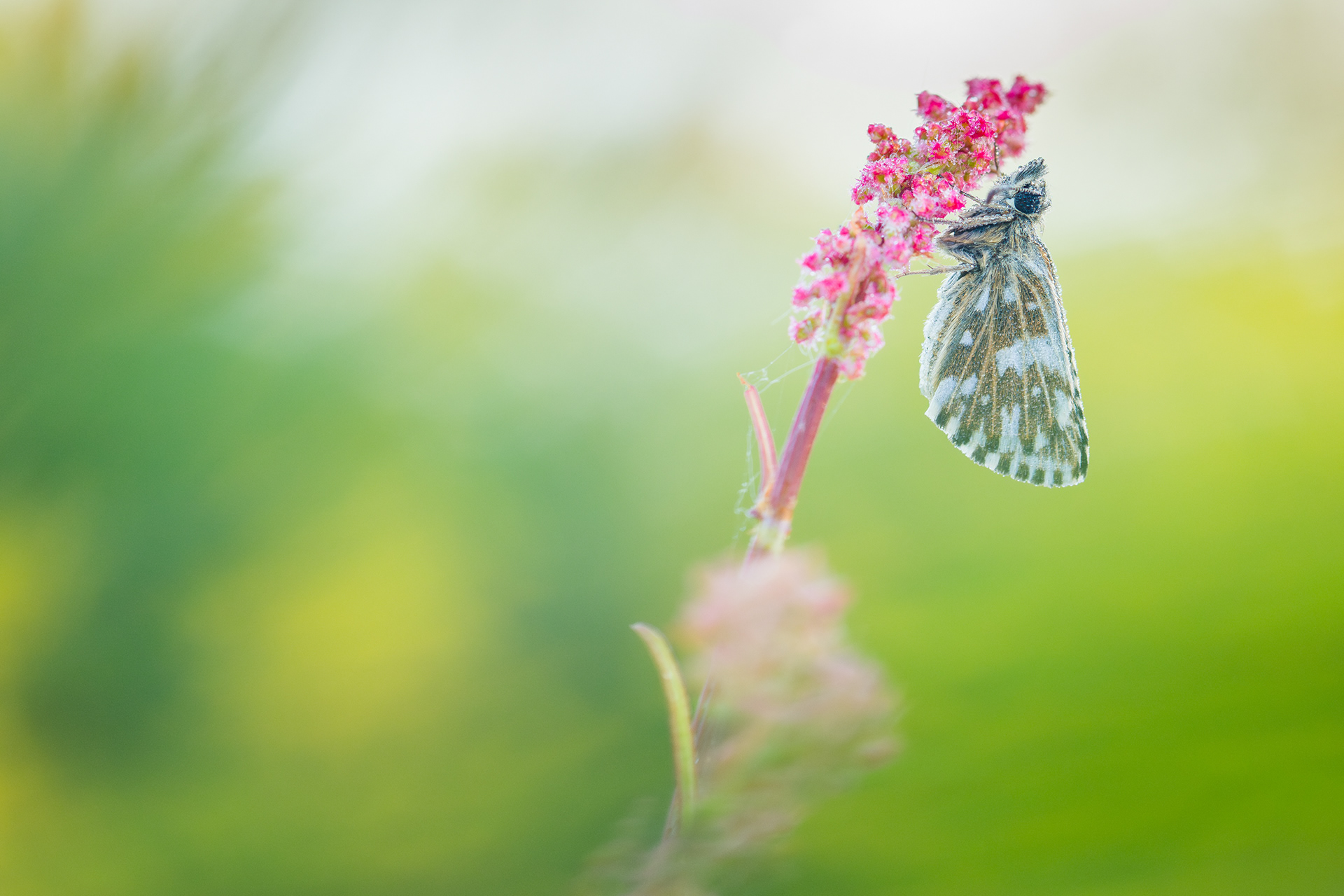 Grizzled skipper - Kalmthout