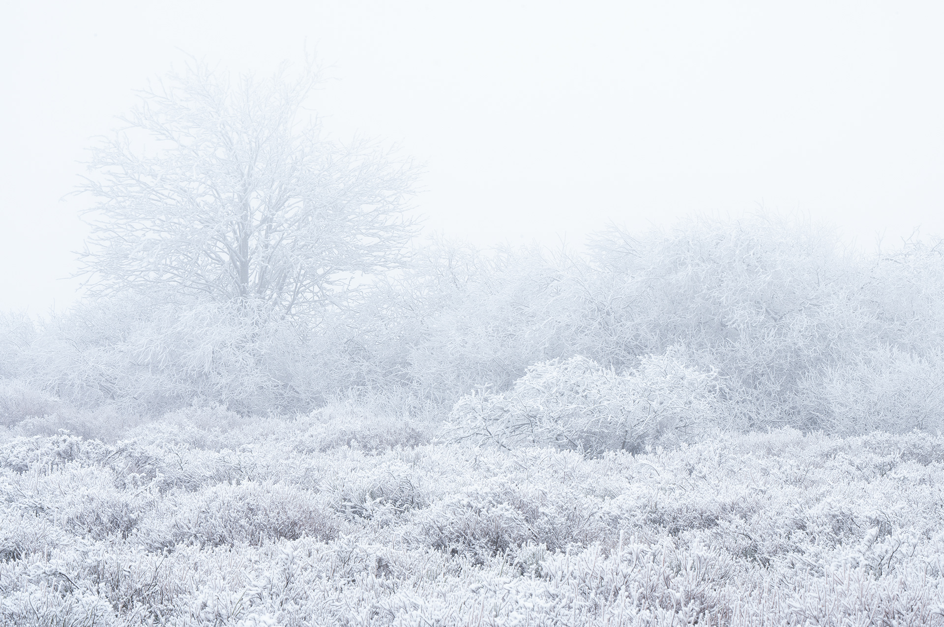 Winter I - High Fens