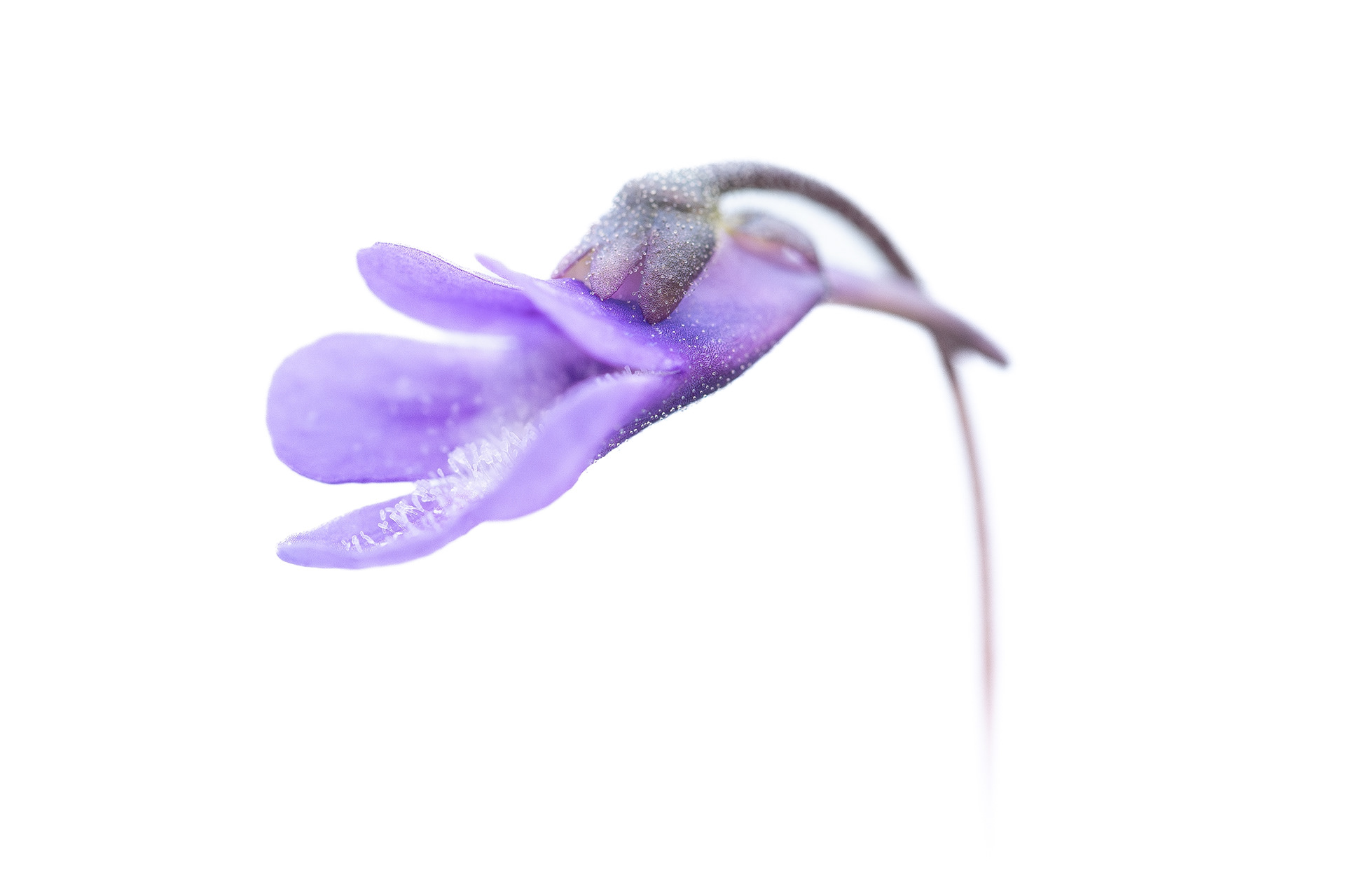 Common butterwort