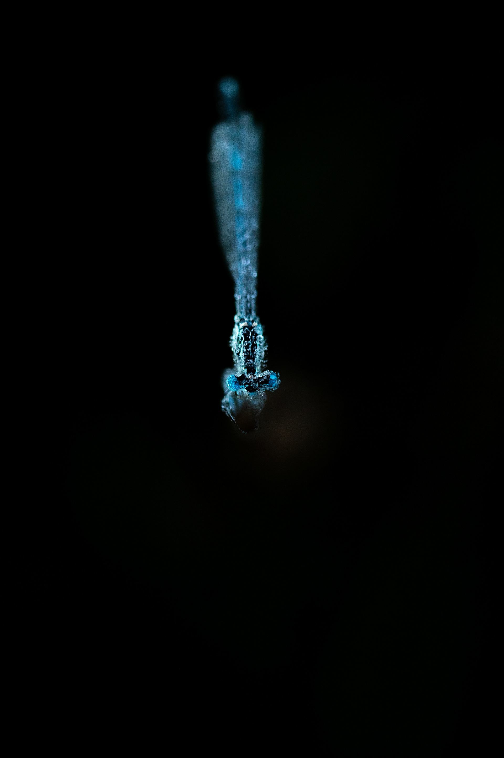 Low-key damselfly
