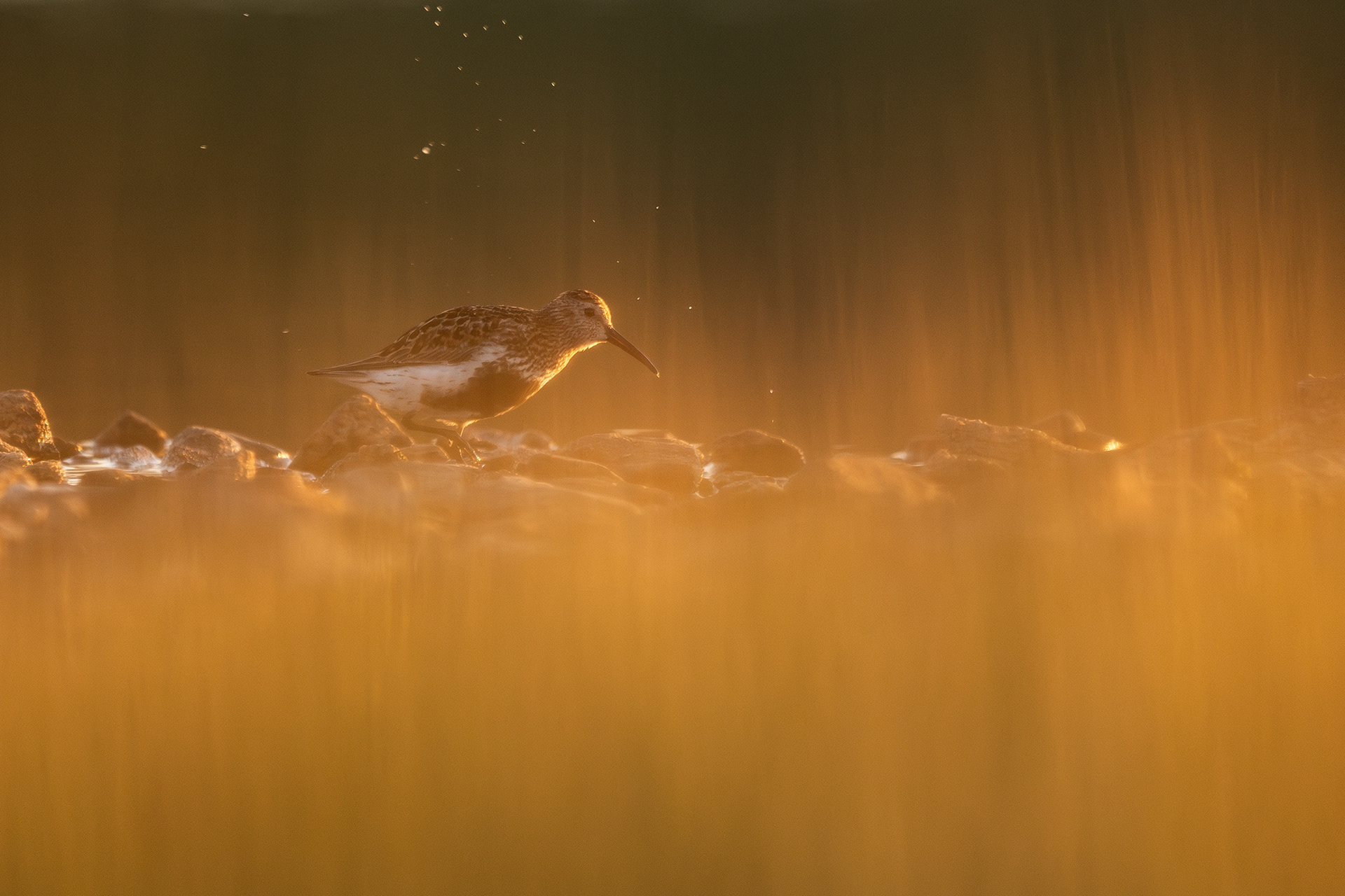 Dunlin