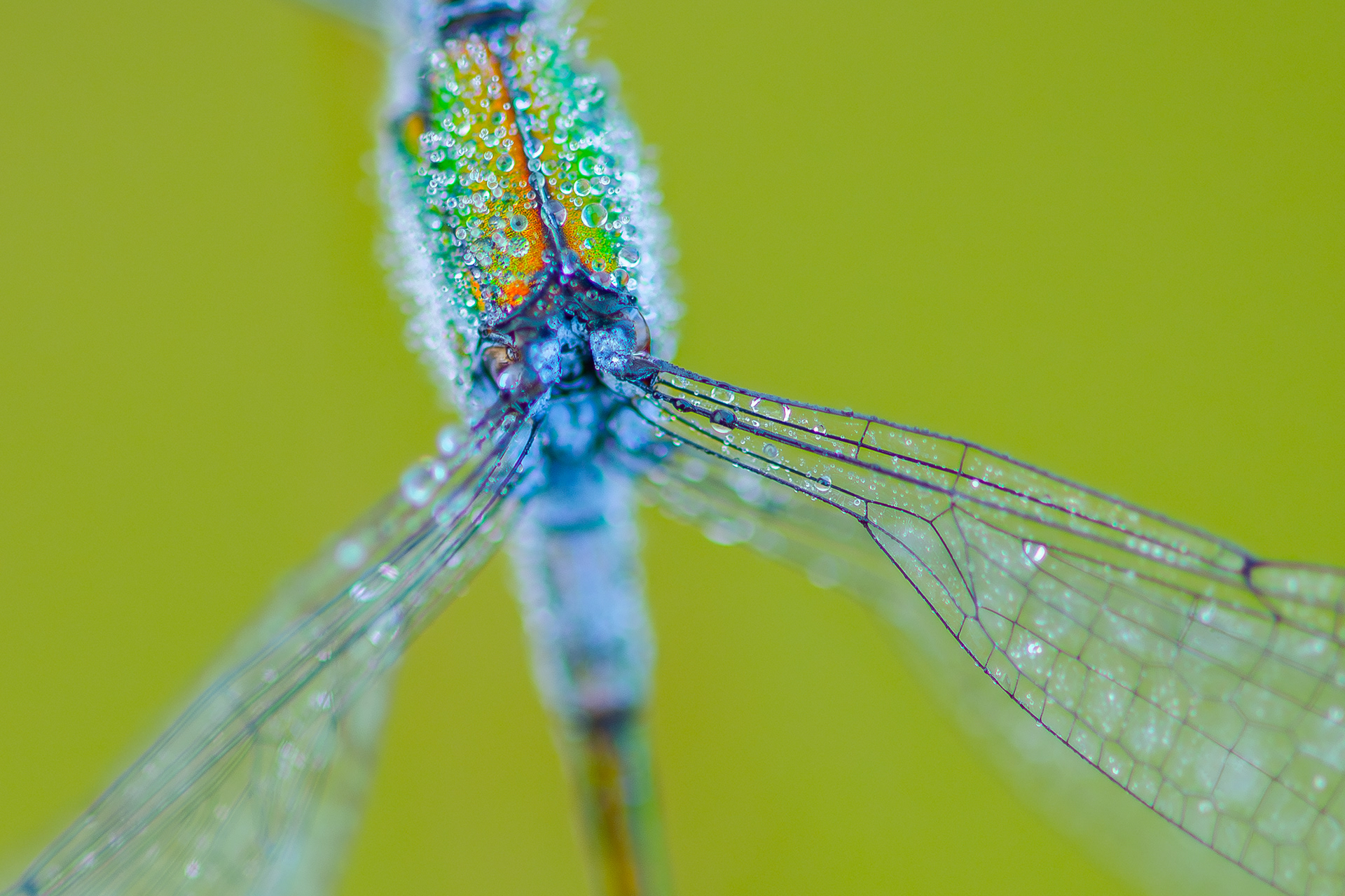 Damselfly detail - Gaume