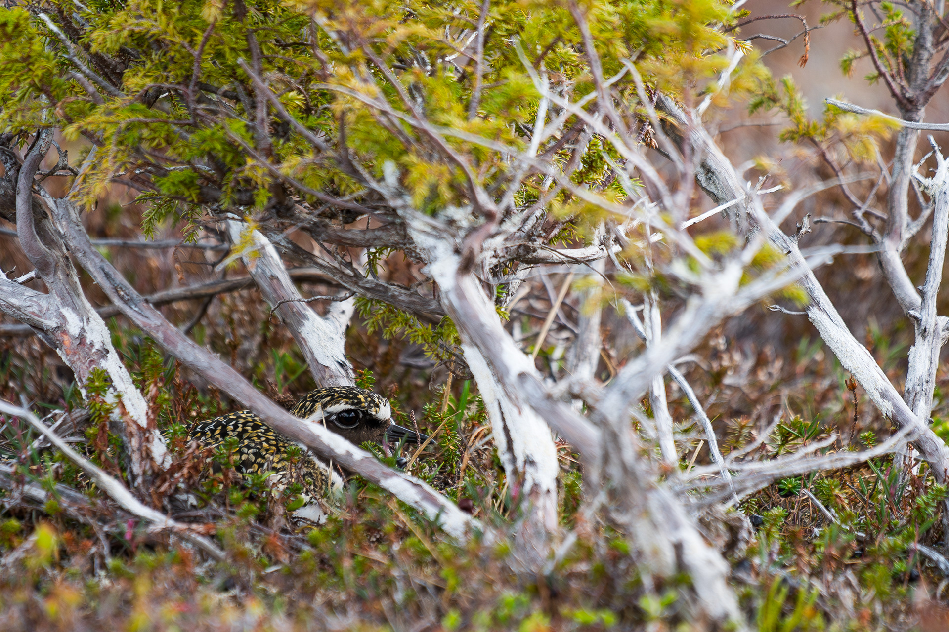 Golden plover nesting