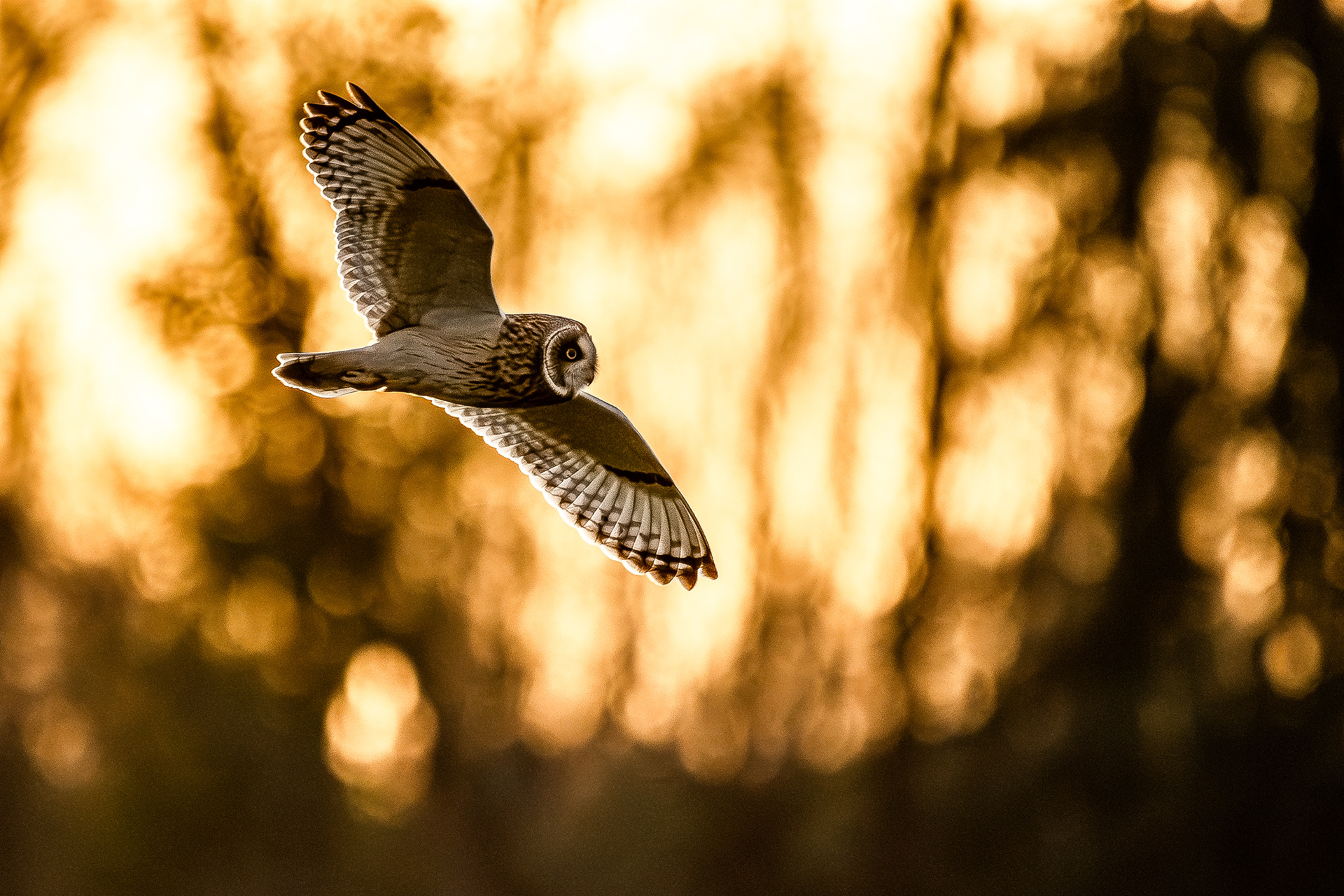 Short-eared owl - Ghent