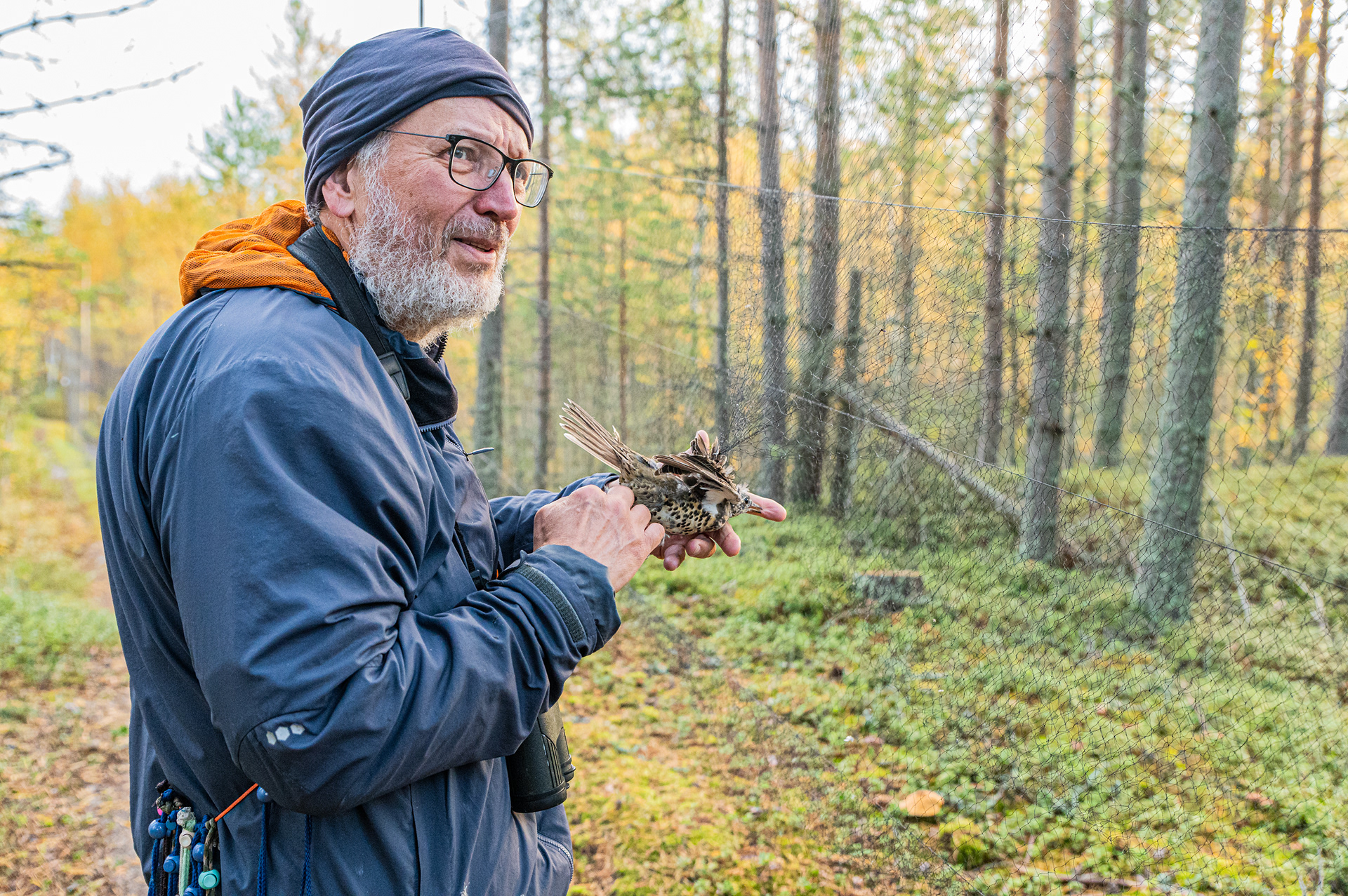 Matti Tynjälä takes a mistle trush from a mist net - Finland